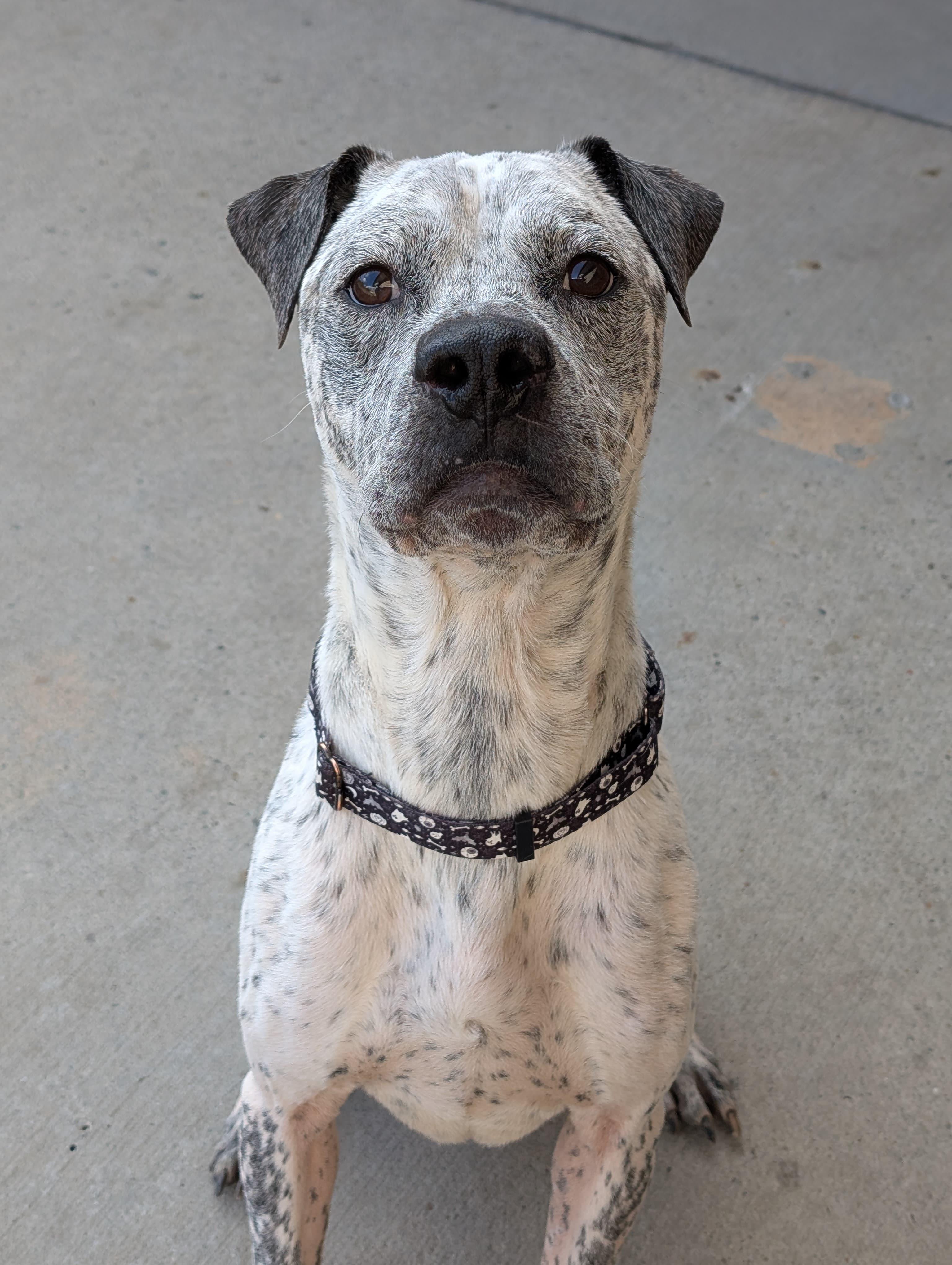 Enlarge Hector, a ADOPTABLE mixed breed in Renfrew, PA image 4/6