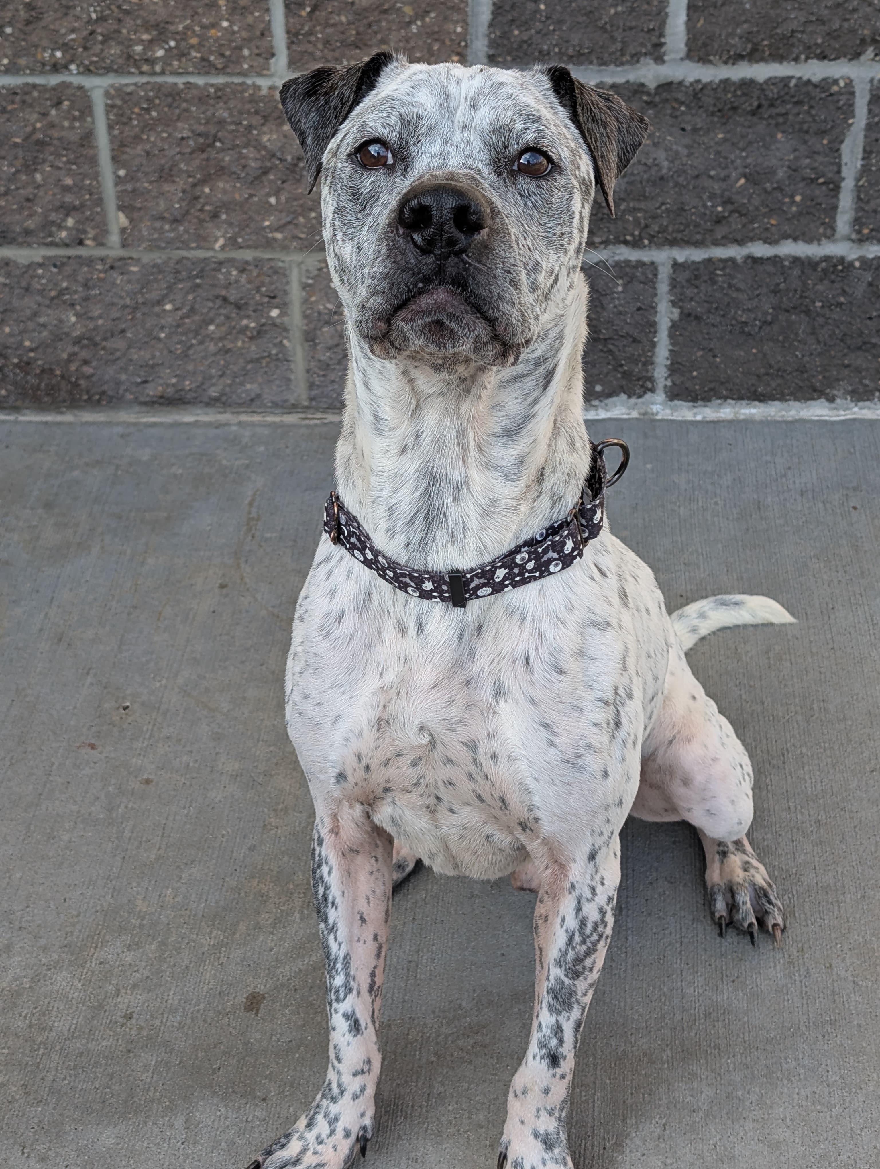 Enlarge Hector, a ADOPTABLE mixed breed in Renfrew, PA image 6/6