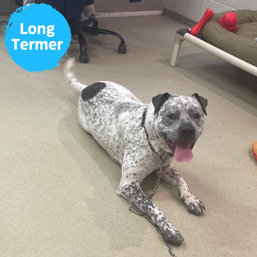 Enlarge Hector, a ADOPTABLE mixed breed in Renfrew, PA image 1/6