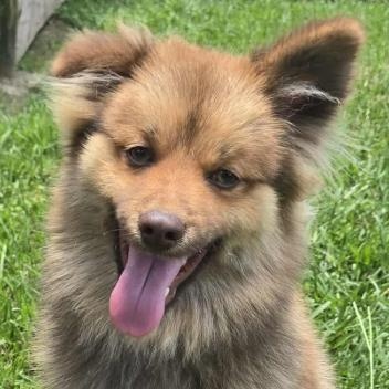 Scooby, adopted, Young Male Pomsky.