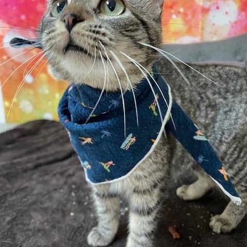 Astro, Young Female Domestic Short Hair