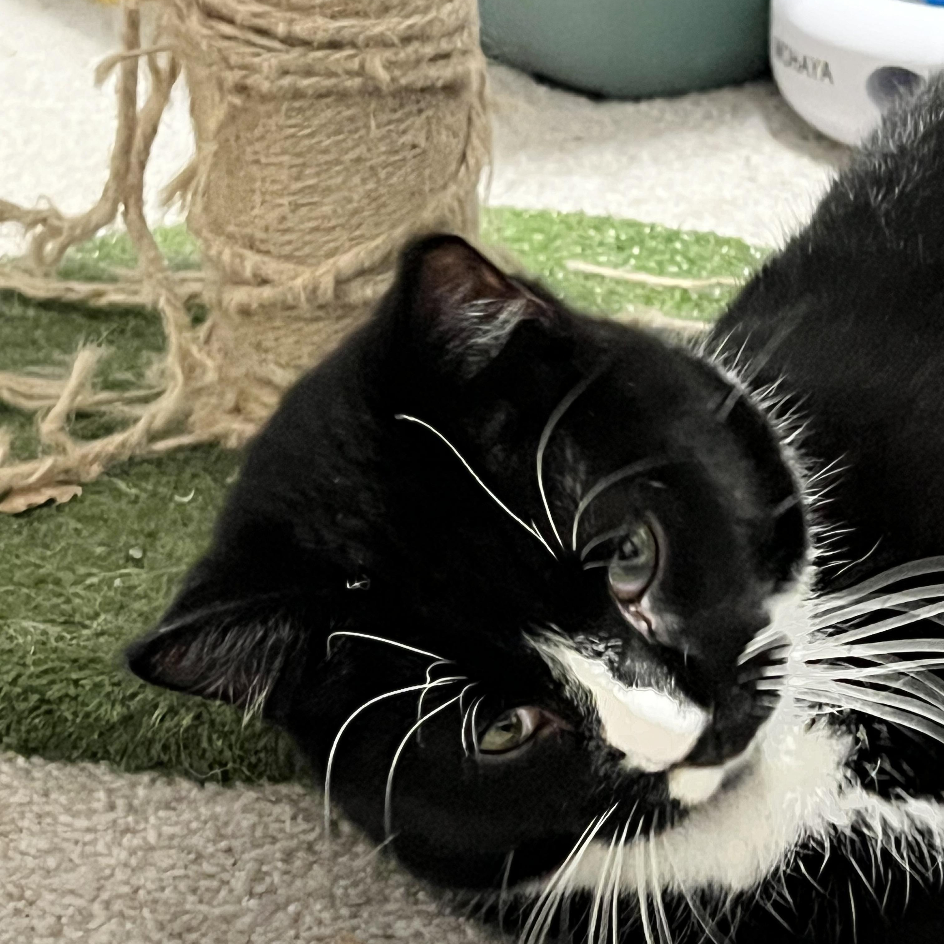 Enlarge Eros, a ADOPTABLE Tuxedo in east rochester, NY image 1/3