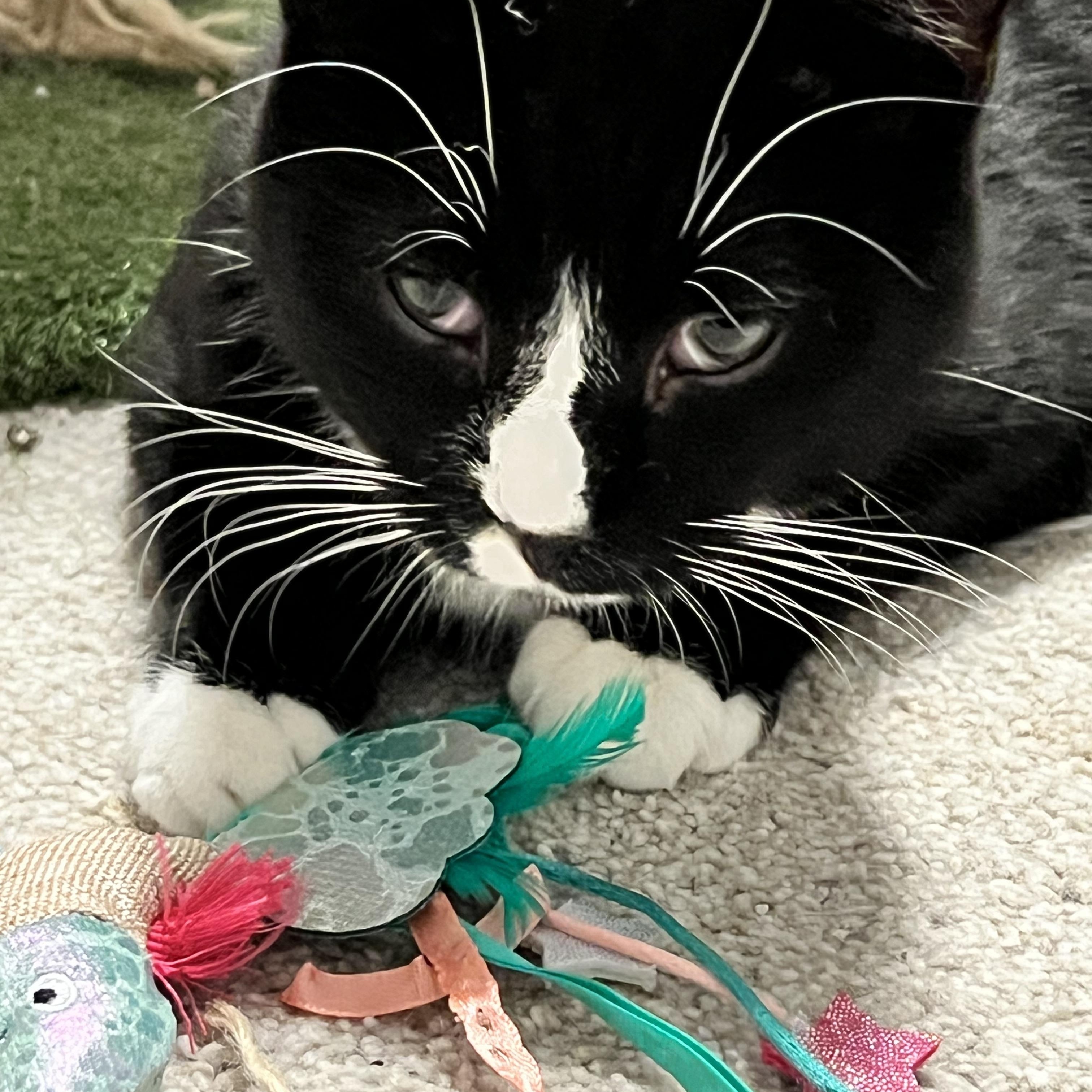 Enlarge Eros, a ADOPTABLE Tuxedo in east rochester, NY image 2/3