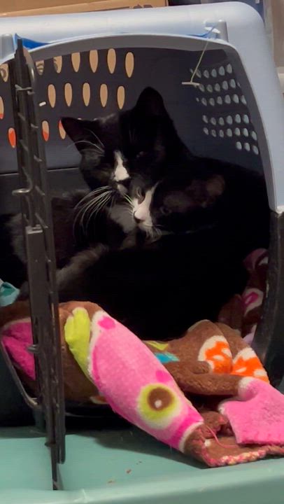Enlarge Eros, a ADOPTABLE Tuxedo in east rochester, NY video 3/3