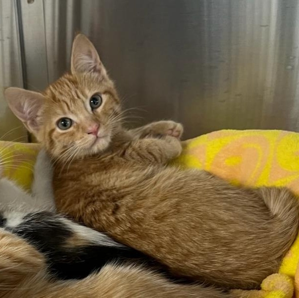 Gingerbread, adoptable, Young Female Domestic Short Hair.