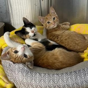 Enlarge Gingerbread, an adoptable Domestic Short Hair in Greensburg, PA image 2/3