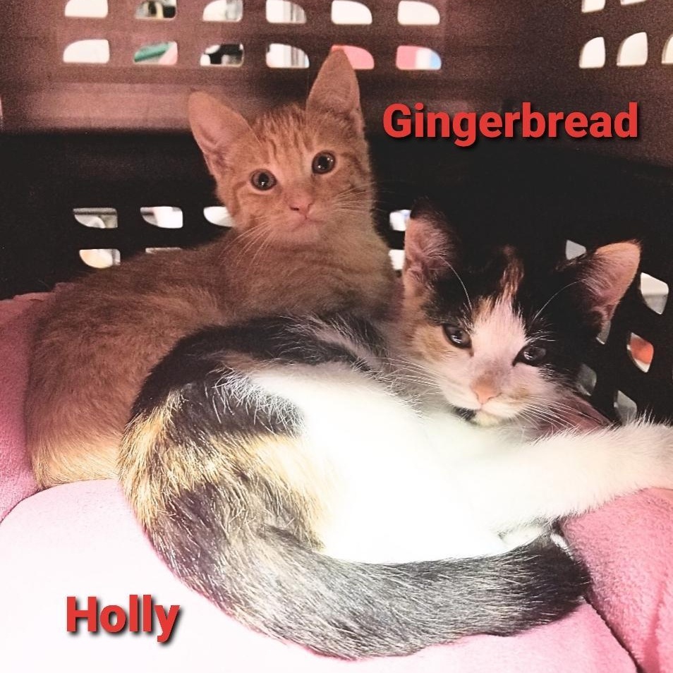 Enlarge Gingerbread, an adoptable Domestic Short Hair in Greensburg, PA image 3/3