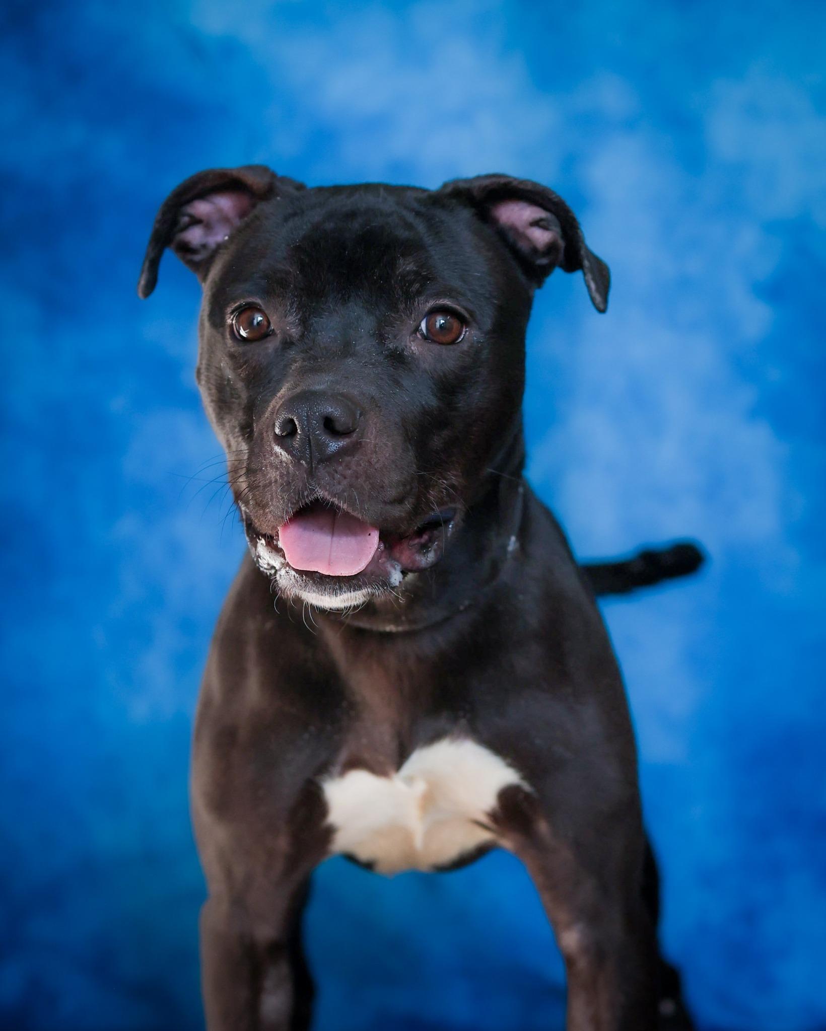 Enlarge TAMBOURINE (0391), a ADOPTABLE mixed breed in Bridgeport, CT image 1/1