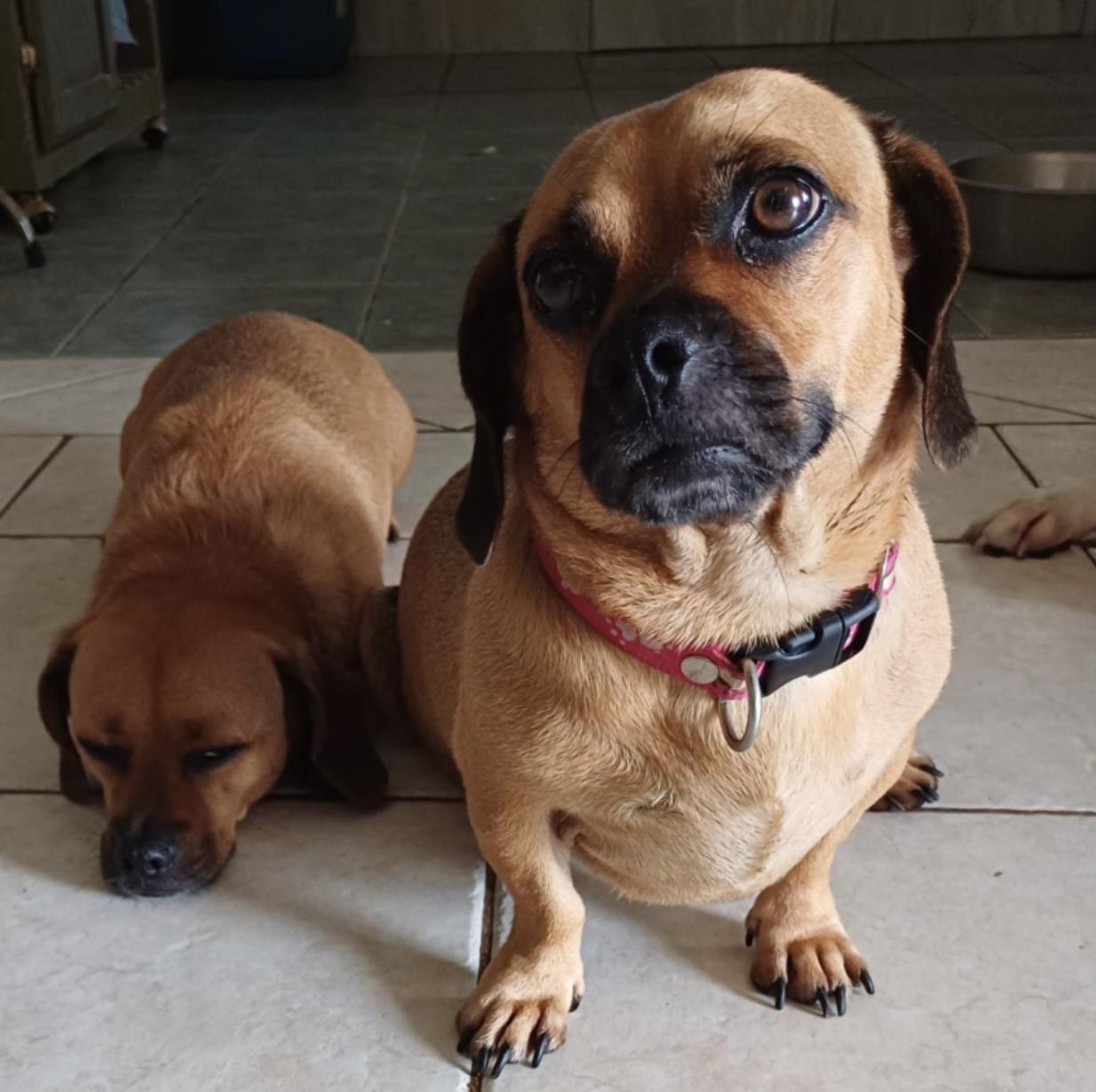 Bonbon, an adoptable Dachshund, Pug in EL COLORADO, JAL, 48265 | Photo Image 3