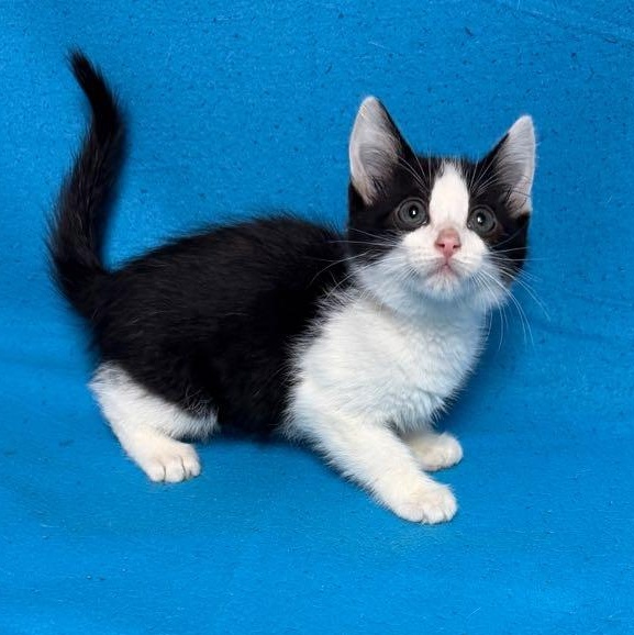 Enlarge Mountain Dew, an adopted Domestic Short Hair in Waterloo, IA image 1/6