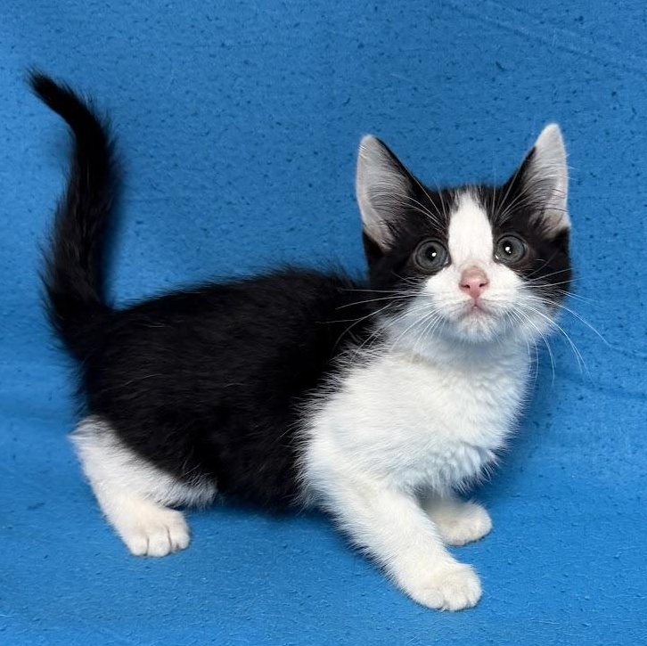 Enlarge Mountain Dew, an adopted Domestic Short Hair in Waterloo, IA image 4/6
