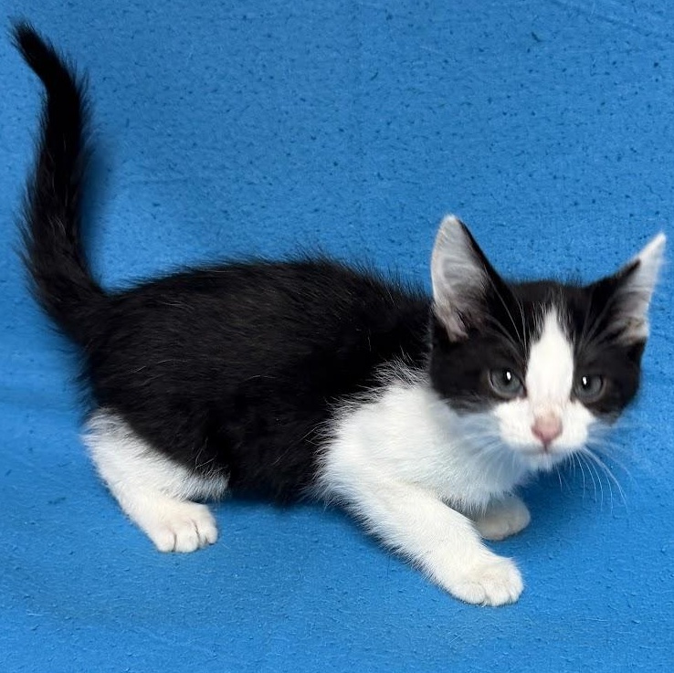 Enlarge Mountain Dew, an adopted Domestic Short Hair in Waterloo, IA image 6/6
