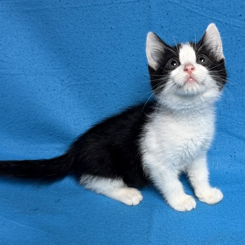 Enlarge Mountain Dew, an adopted Domestic Short Hair in Waterloo, IA image 2/6