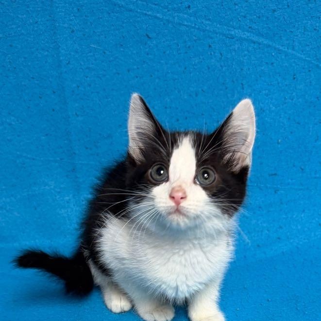 Enlarge Mountain Dew, an adopted Domestic Short Hair in Waterloo, IA image 3/6