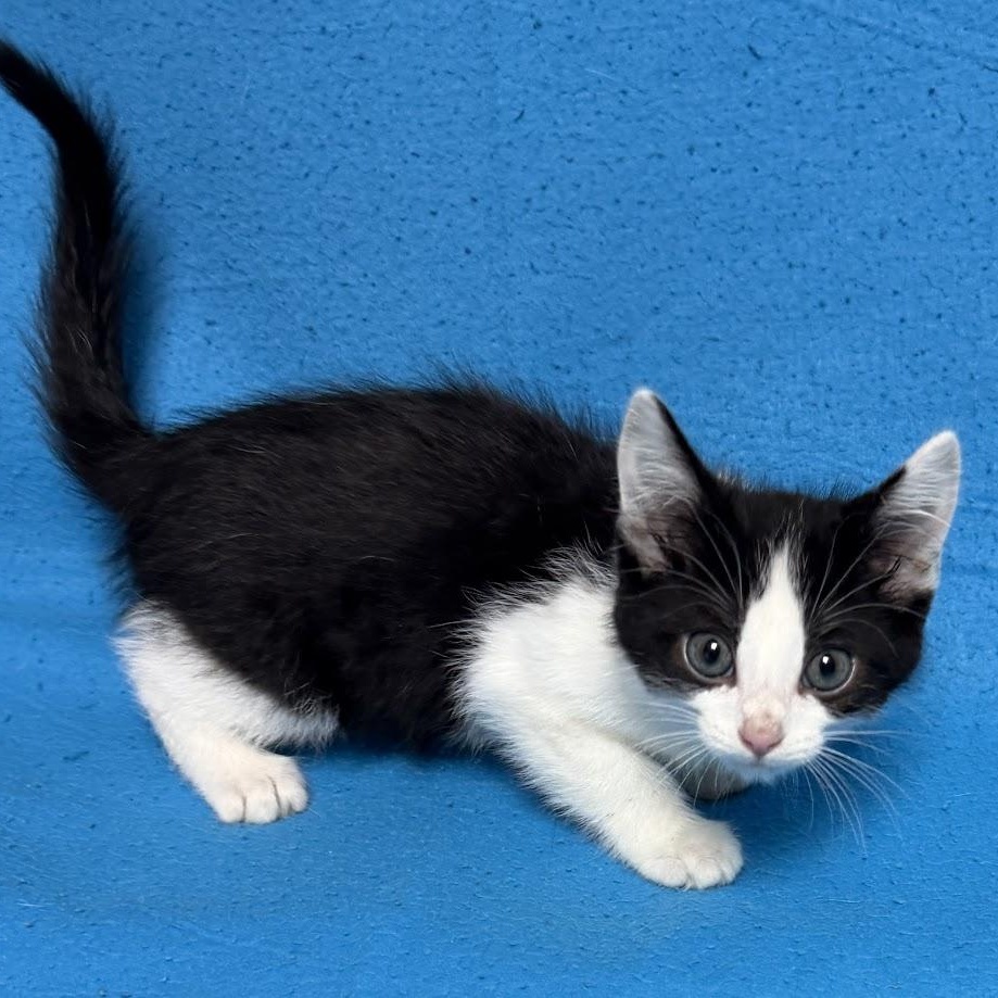 Enlarge Mountain Dew, an adopted Domestic Short Hair in Waterloo, IA image 5/6