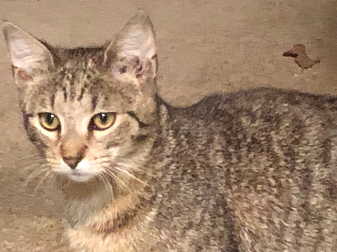 MOE, a Adoptable mixed breed in Homewood, AL image 1/11