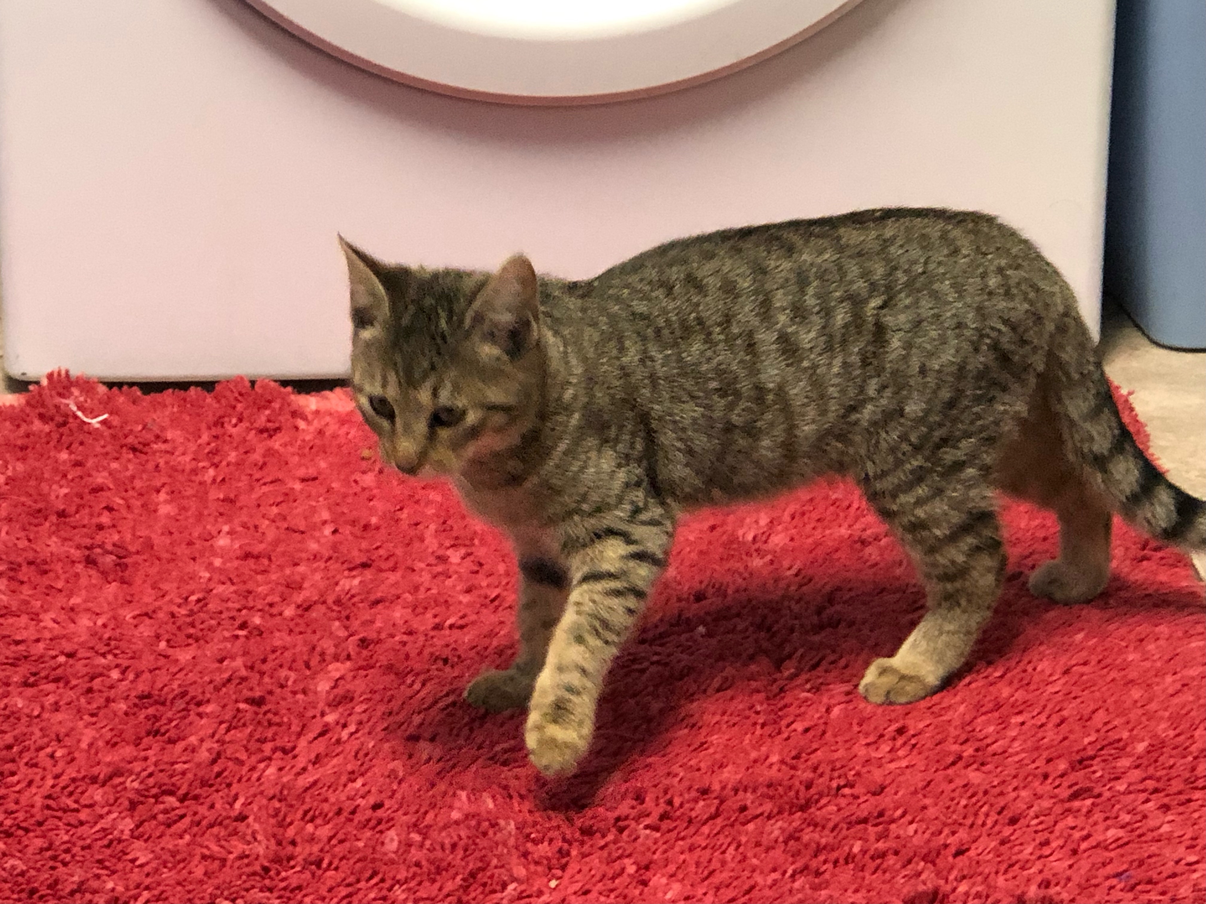 MOE, a Adoptable mixed breed in Homewood, AL image 2/11