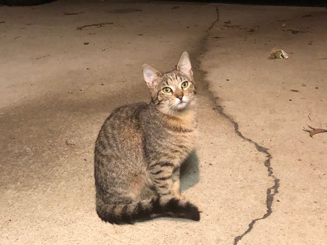 MOE, a Adoptable mixed breed in Homewood, AL image 3/11