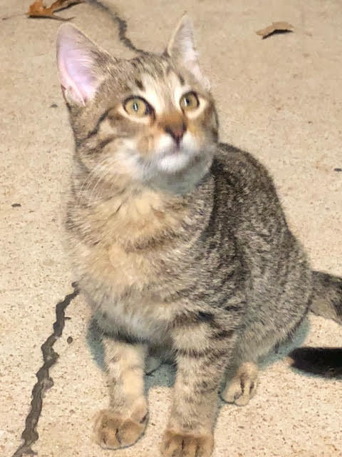 MOE, a Adoptable mixed breed in Homewood, AL image 4/11