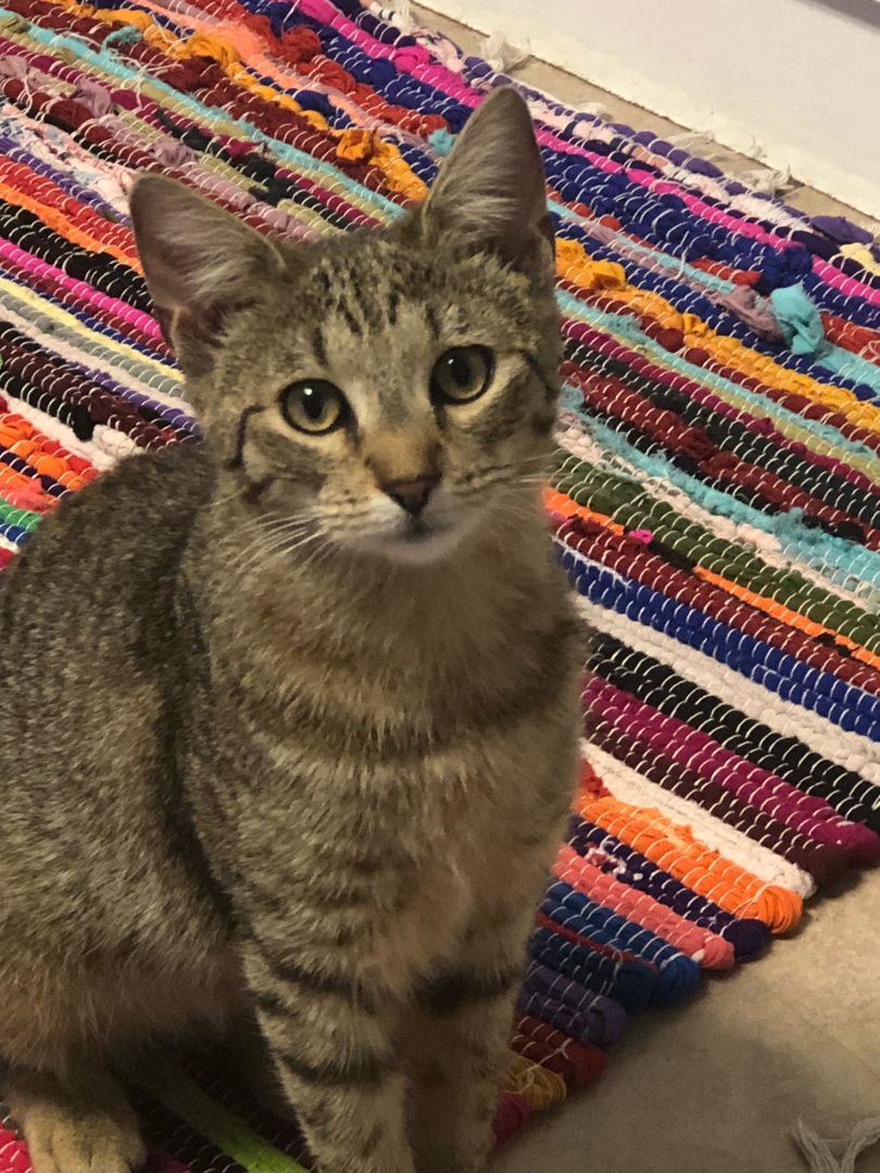 MOE, a Adoptable mixed breed in Homewood, AL image 5/11