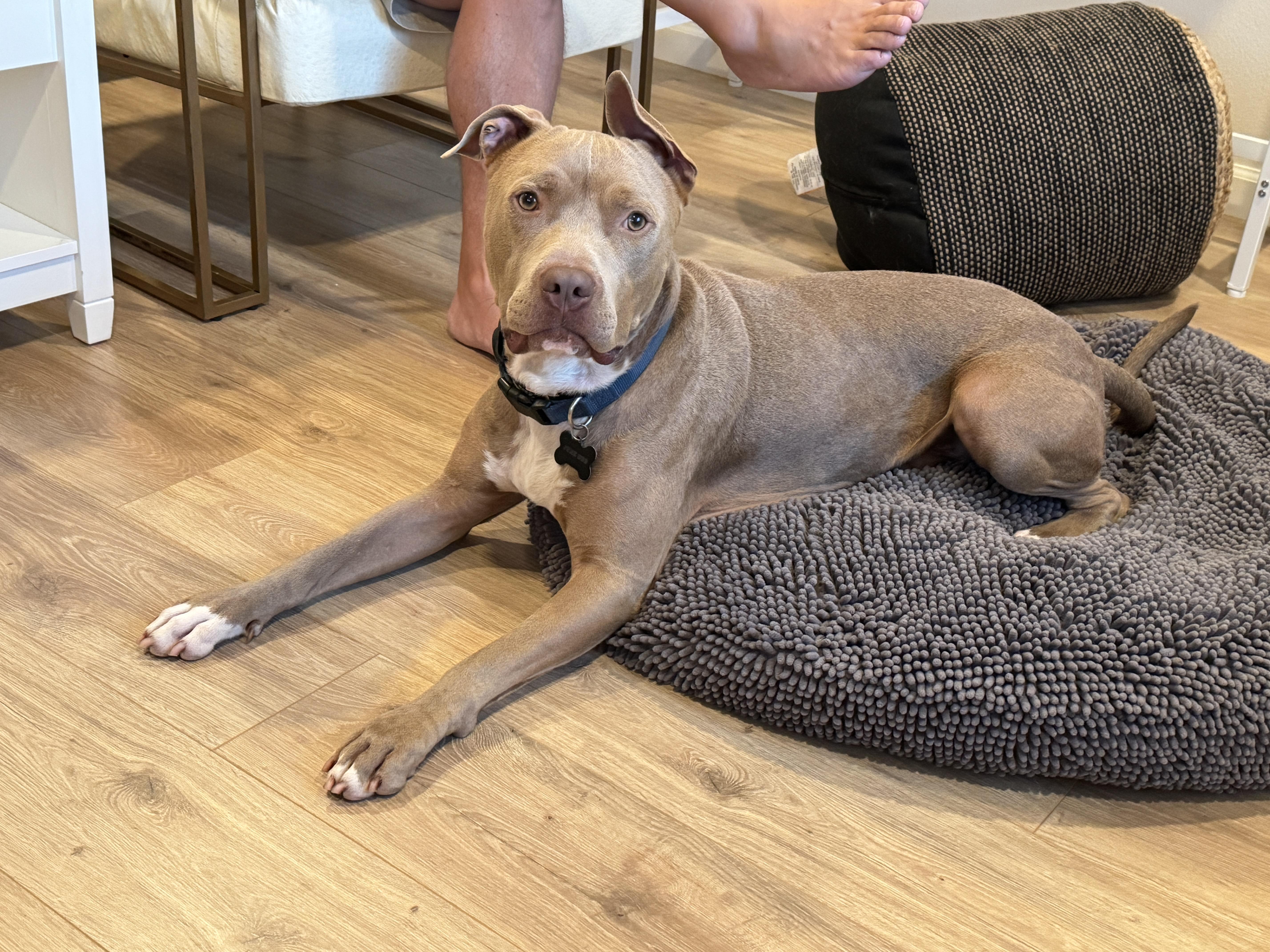 Enlarge June Bug, a ADOPTABLE mixed breed in Rancho Palos Verdes, CA image 4/6