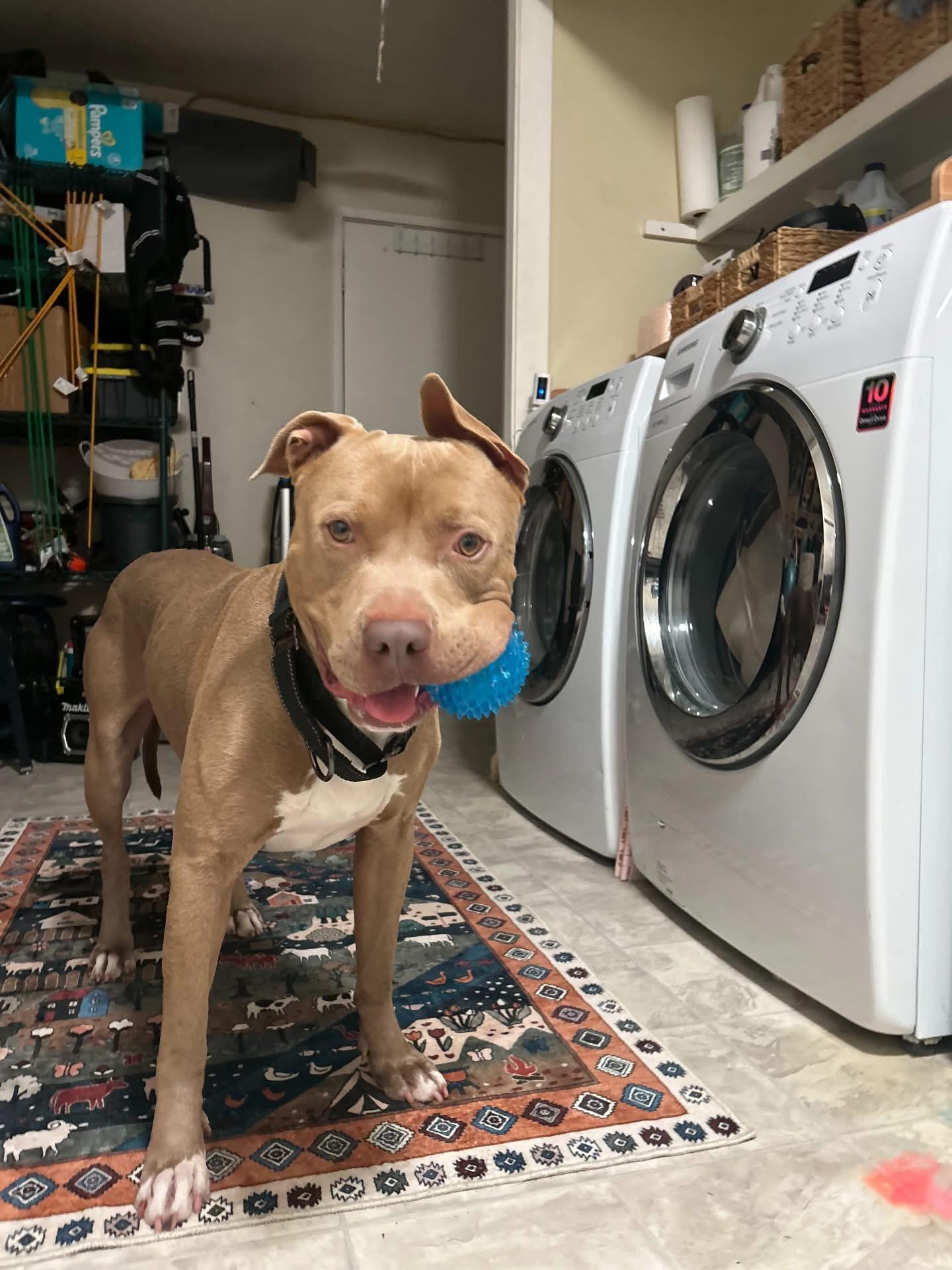 Enlarge June Bug, a ADOPTABLE mixed breed in Rancho Palos Verdes, CA image 2/6