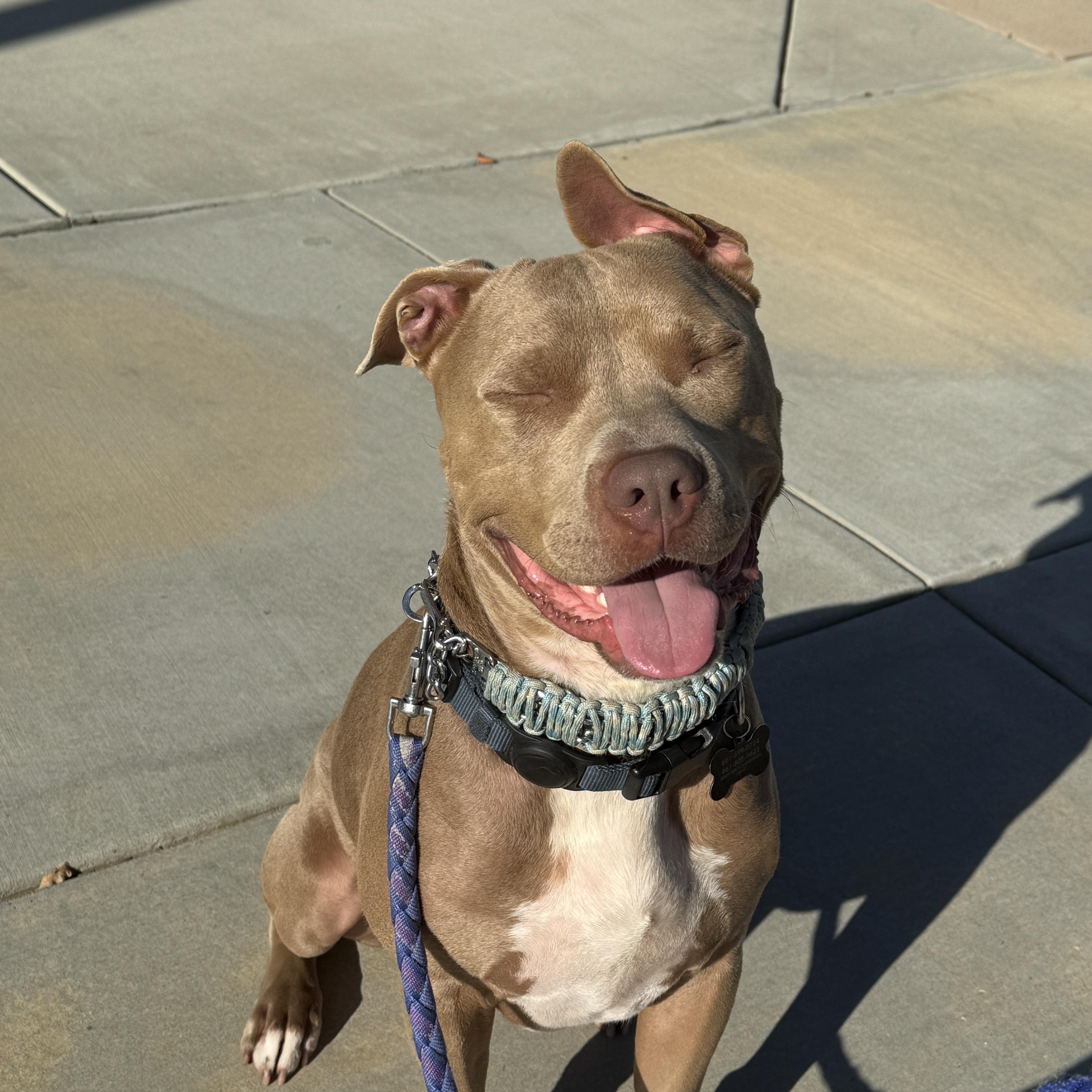 Enlarge June Bug, a ADOPTABLE mixed breed in Rancho Palos Verdes, CA image 3/6