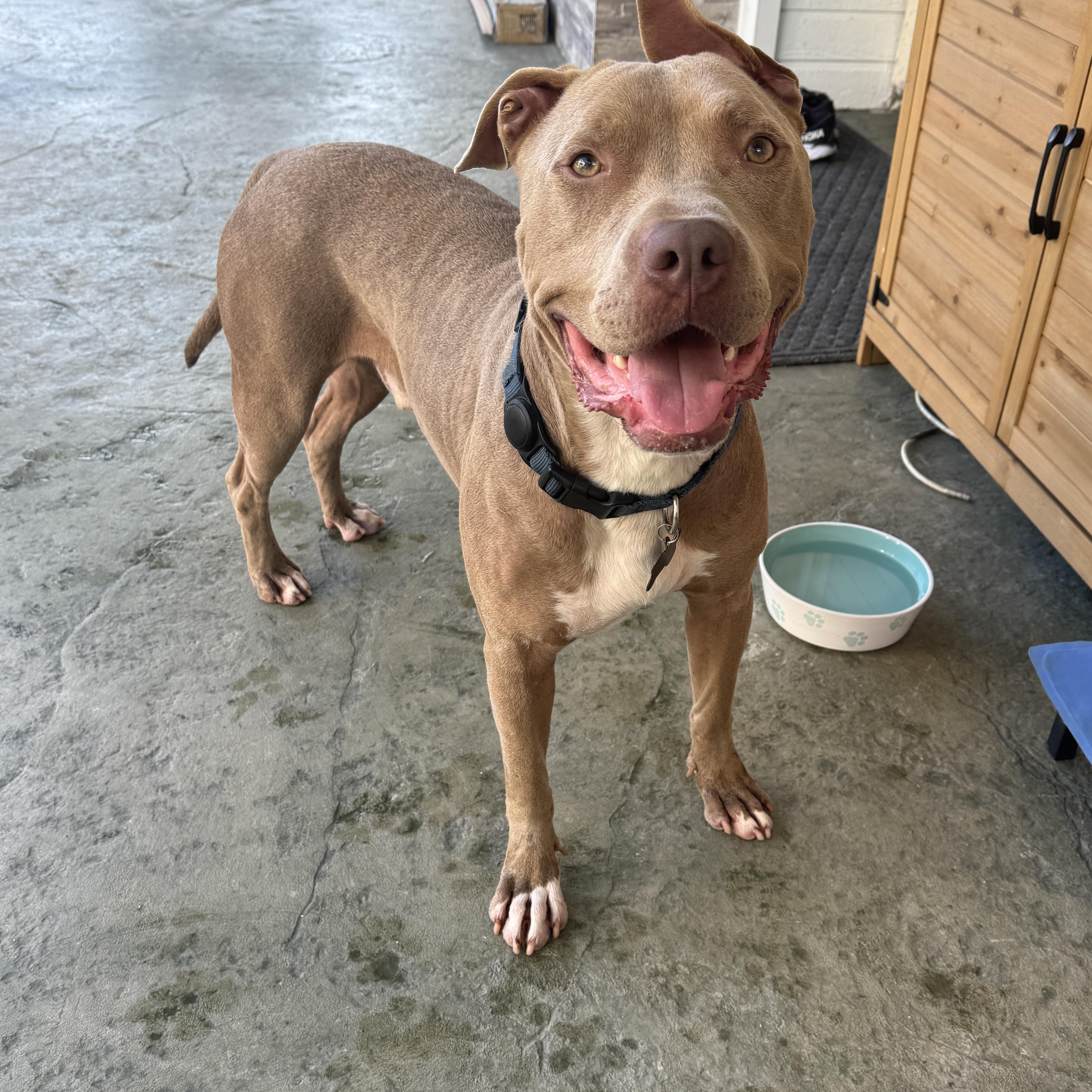 June Bug, ADOPTABLE, Young Male Pit Bull Terrier & American Staffordshire Terrier.
