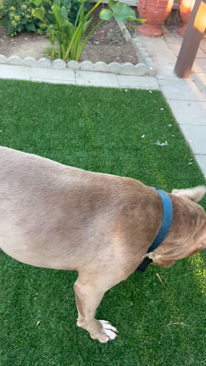 Enlarge June Bug, a ADOPTABLE mixed breed in Rancho Palos Verdes, CA video 6/6