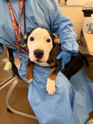 Schnitzel, Adoptable, Puppy Male Mixed Breed & Mixed Breed.