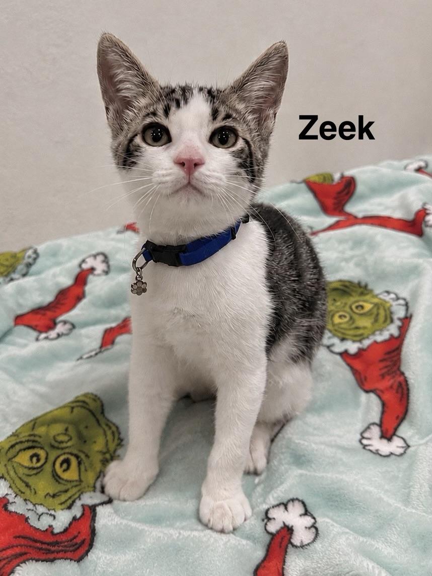 Zeek, ADOPTABLE, Kitten Male Tabby.
