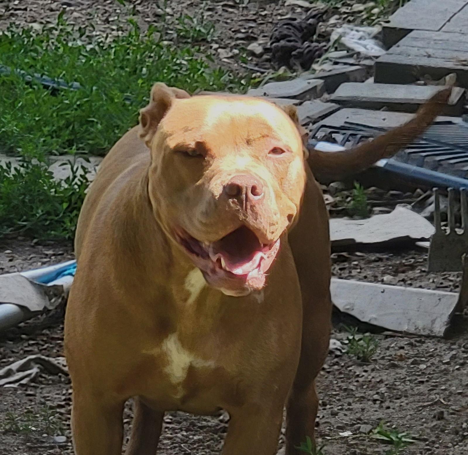 Maxine, Adoptable, Young Female Cane Corso.