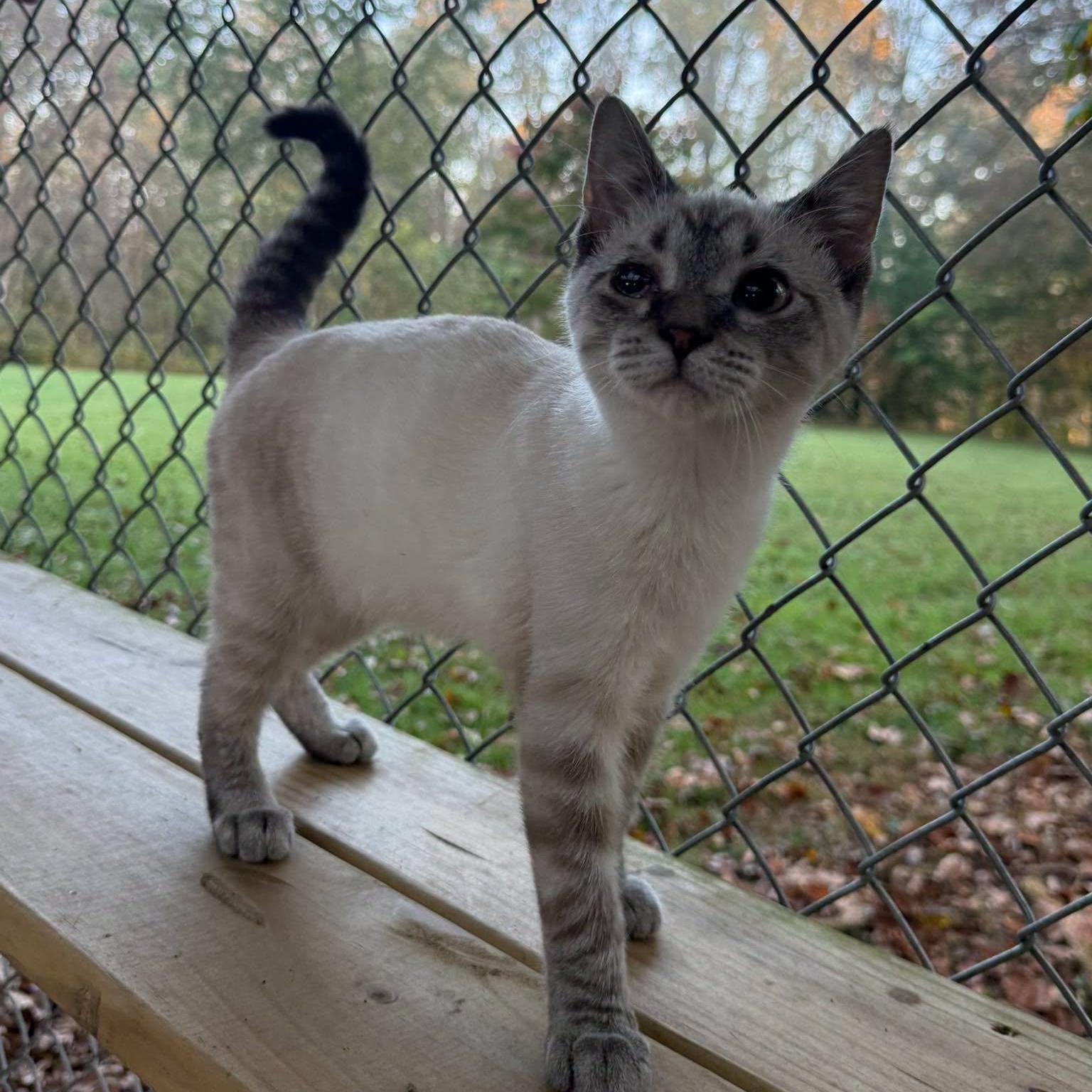 Enlarge Leo, a Adopted Domestic Short Hair in Richmond Dale, OH image 2/3