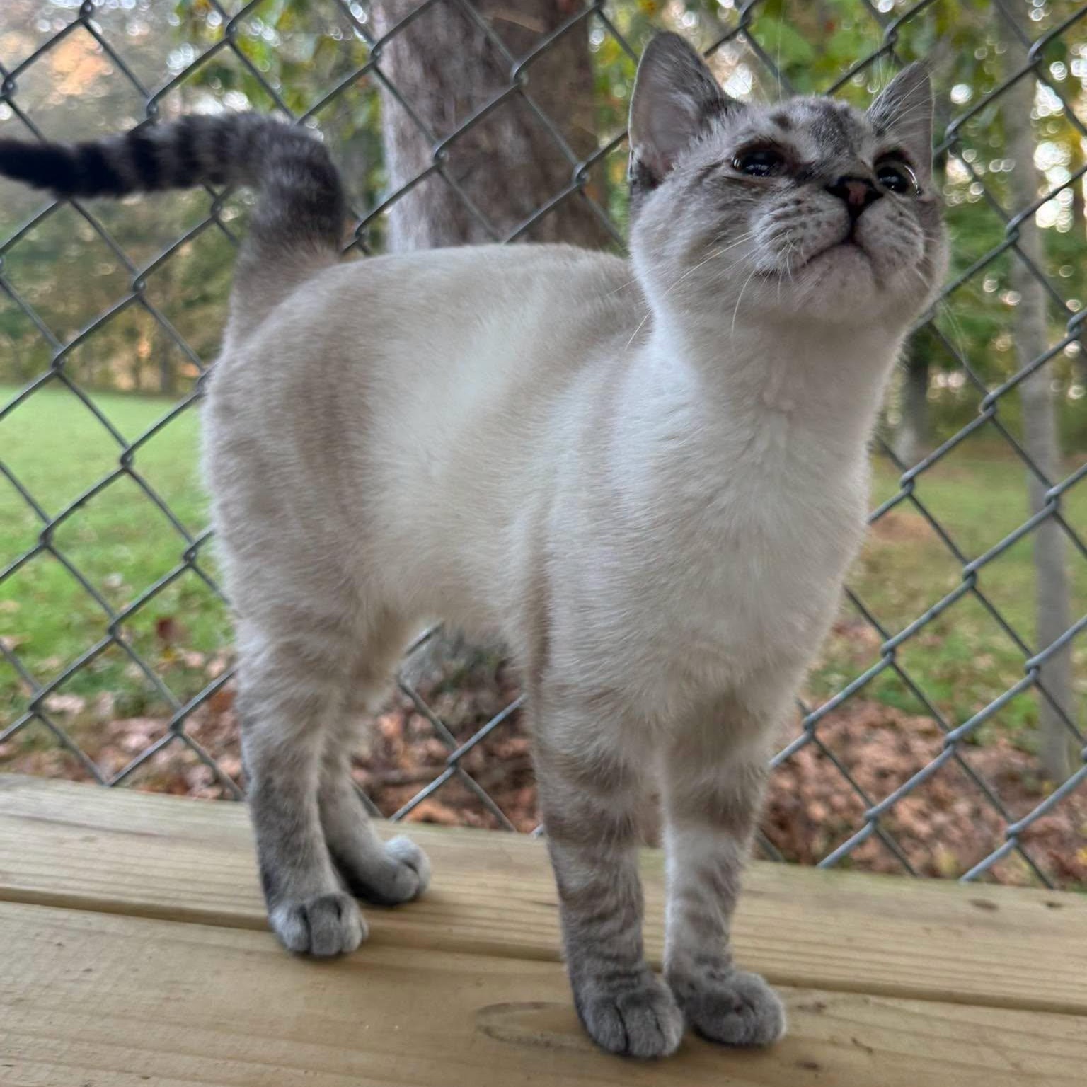 Enlarge Leo, a Adopted Domestic Short Hair in Richmond Dale, OH image 1/3