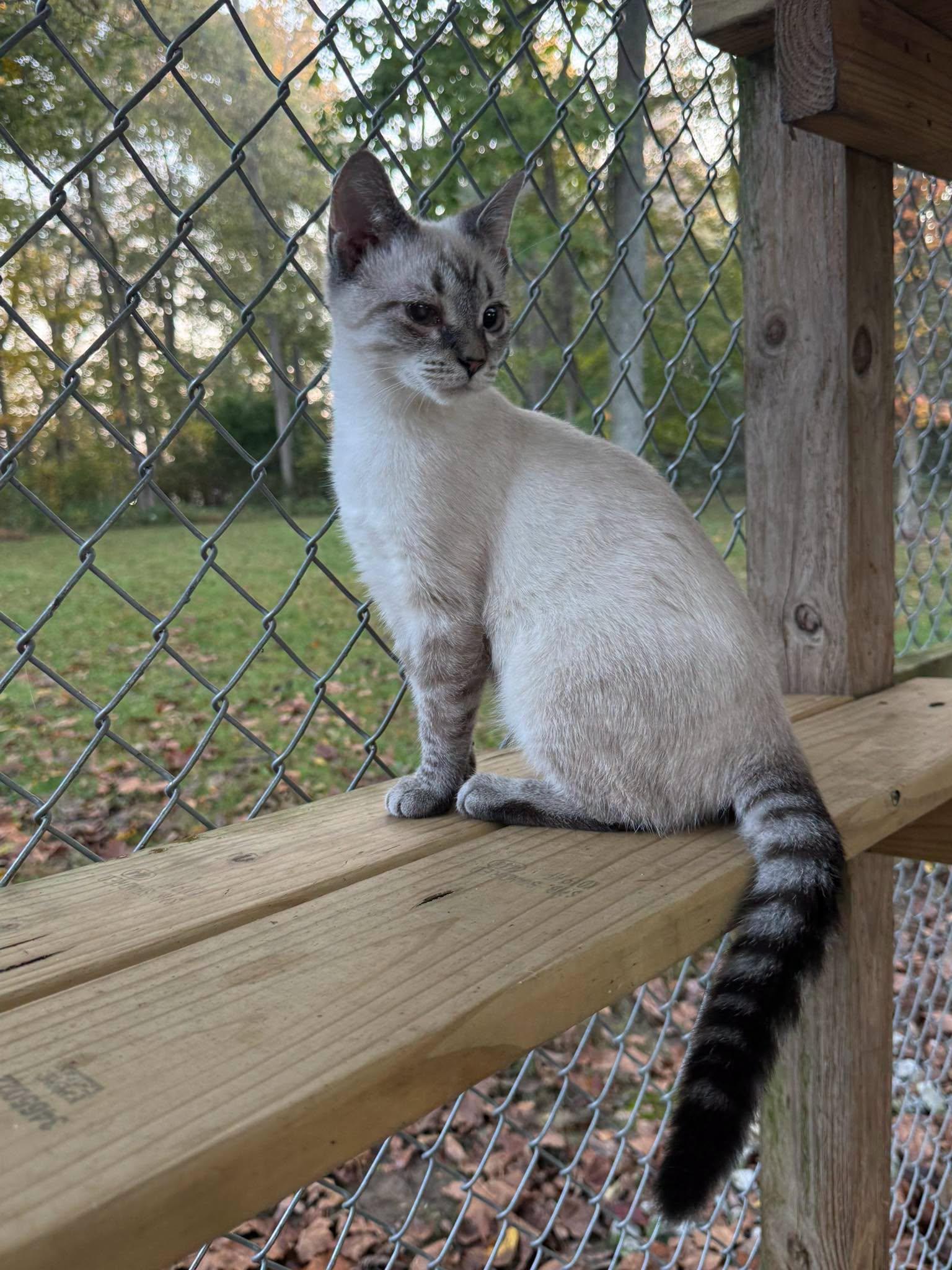 Enlarge Leo, a Adopted Domestic Short Hair in Richmond Dale, OH image 3/3