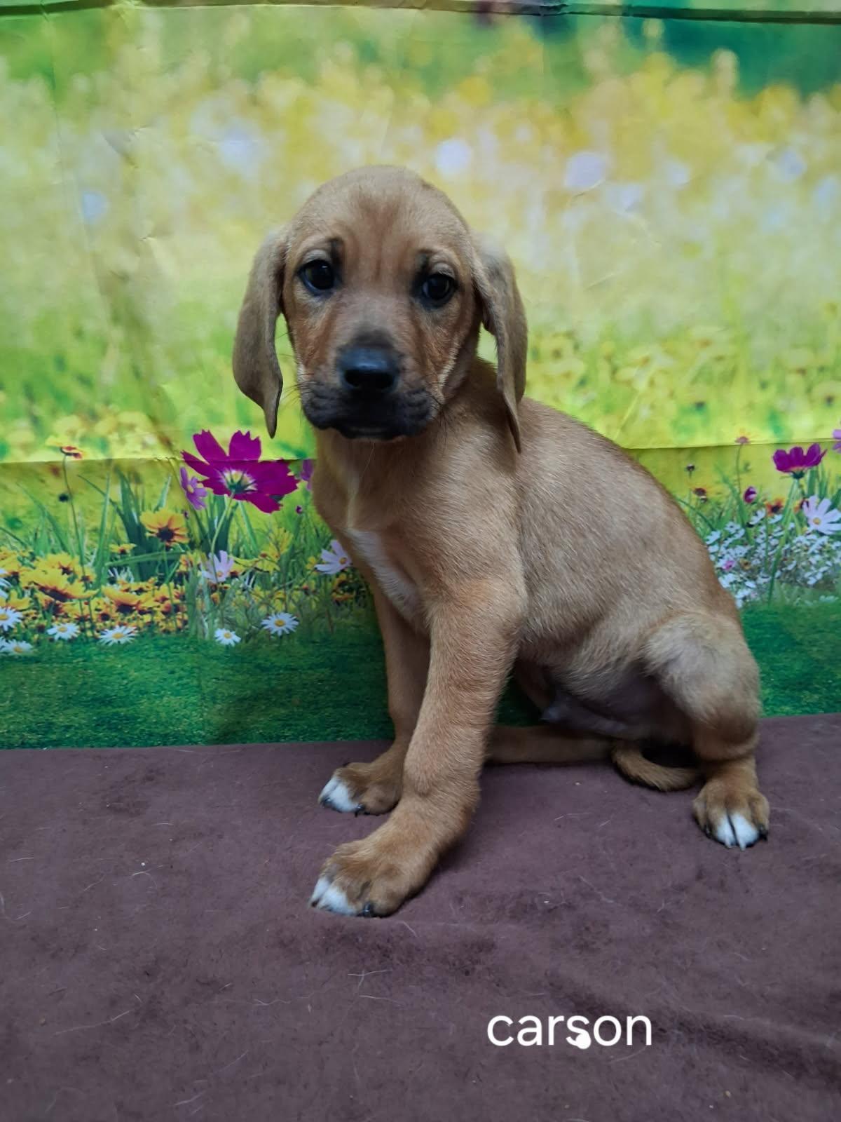 Enlarge Carson, an adopted mixed breed in Urbana, OH image 1/1
