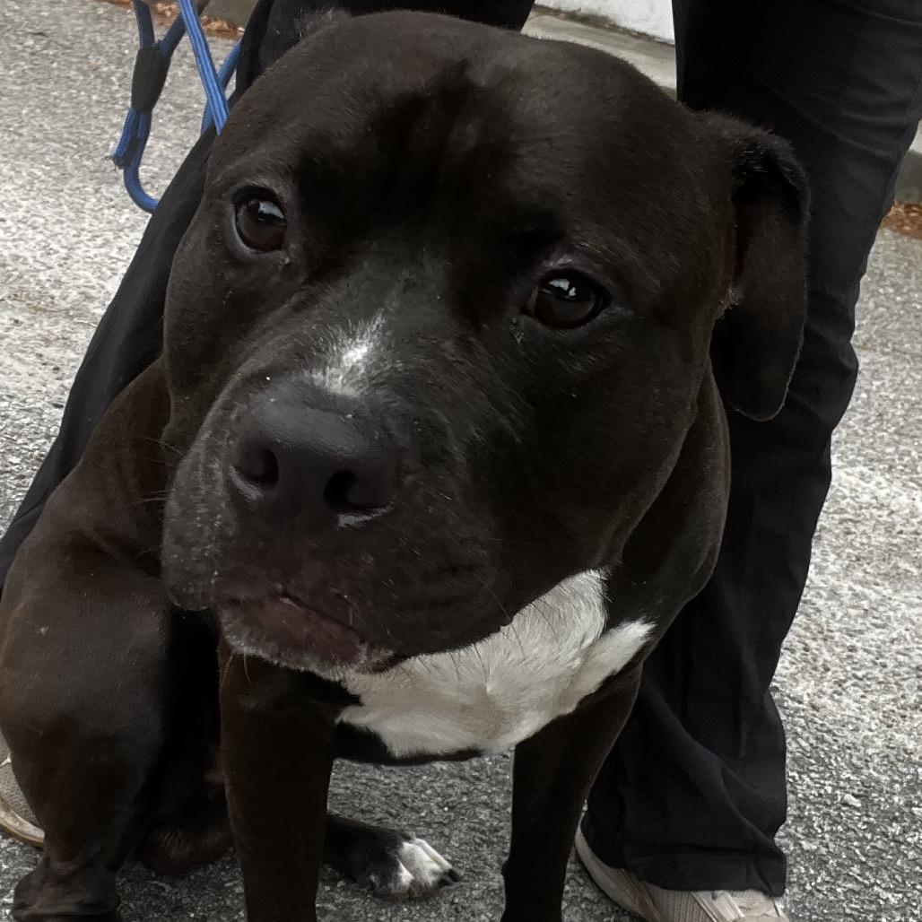 Zayden, a Adoptable Mixed Breed in Summerville, SC image 1/3