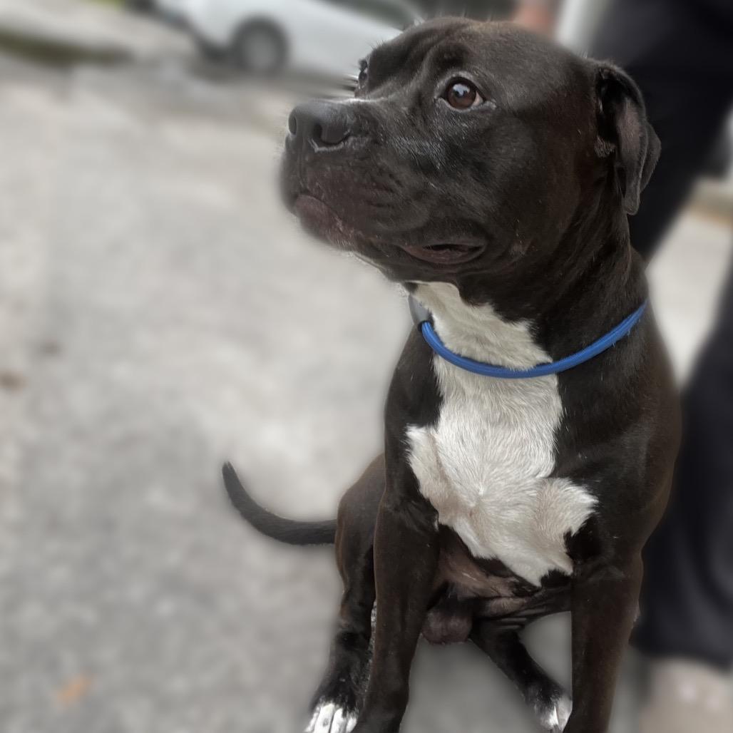 Zayden, a Adoptable Mixed Breed in Summerville, SC image 2/3