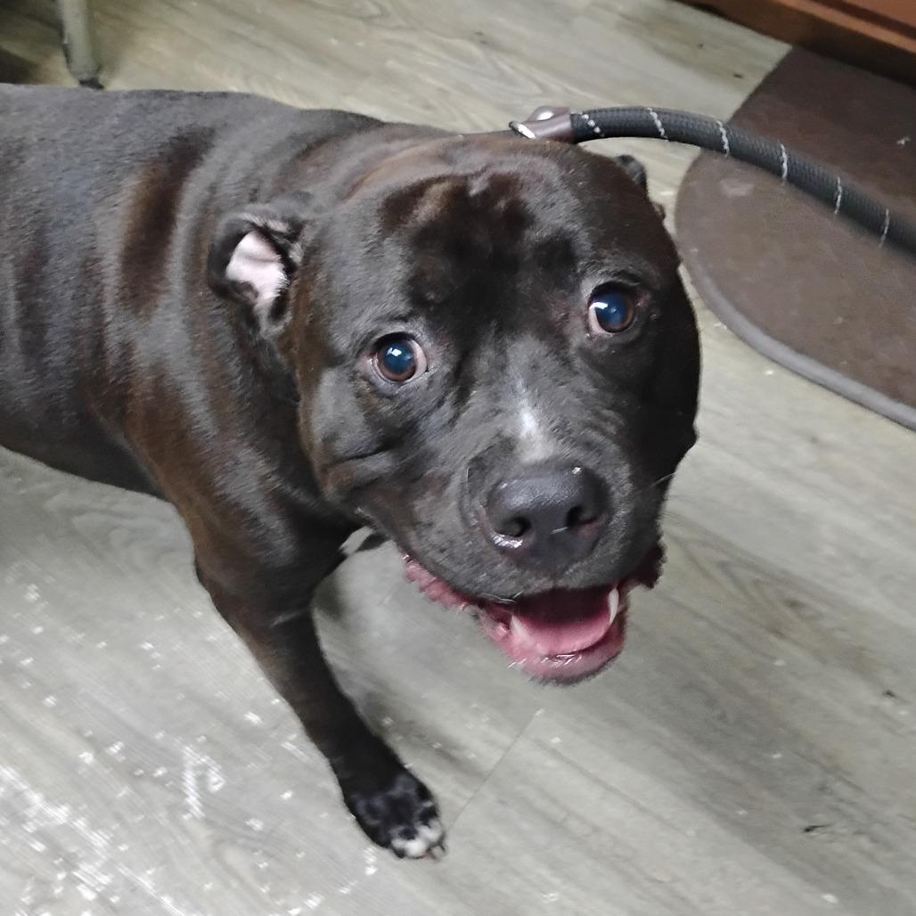 Zayden, a Adoptable Mixed Breed in Summerville, SC image 3/3
