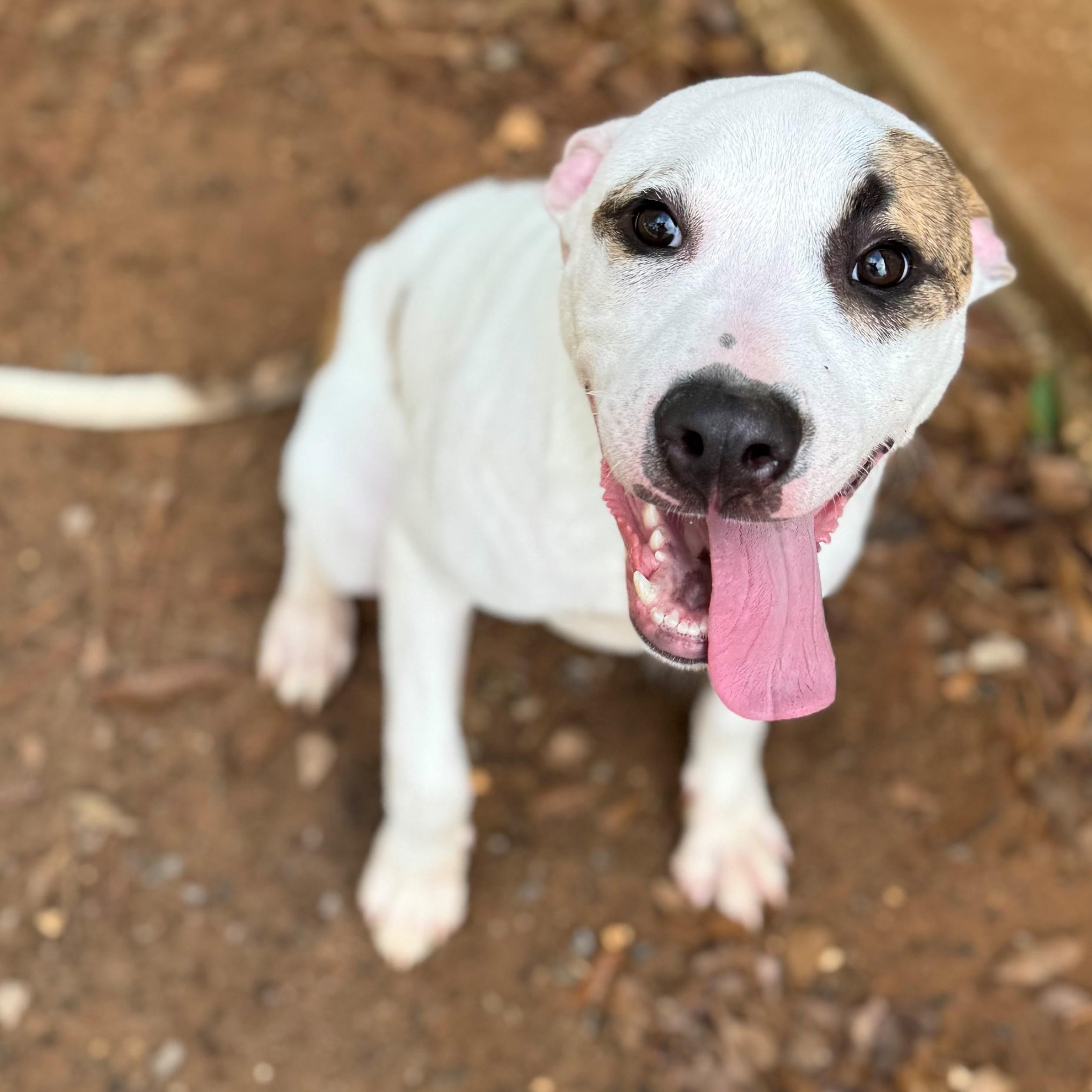 Isaac, ADOPTABLE, Young Male Hound.