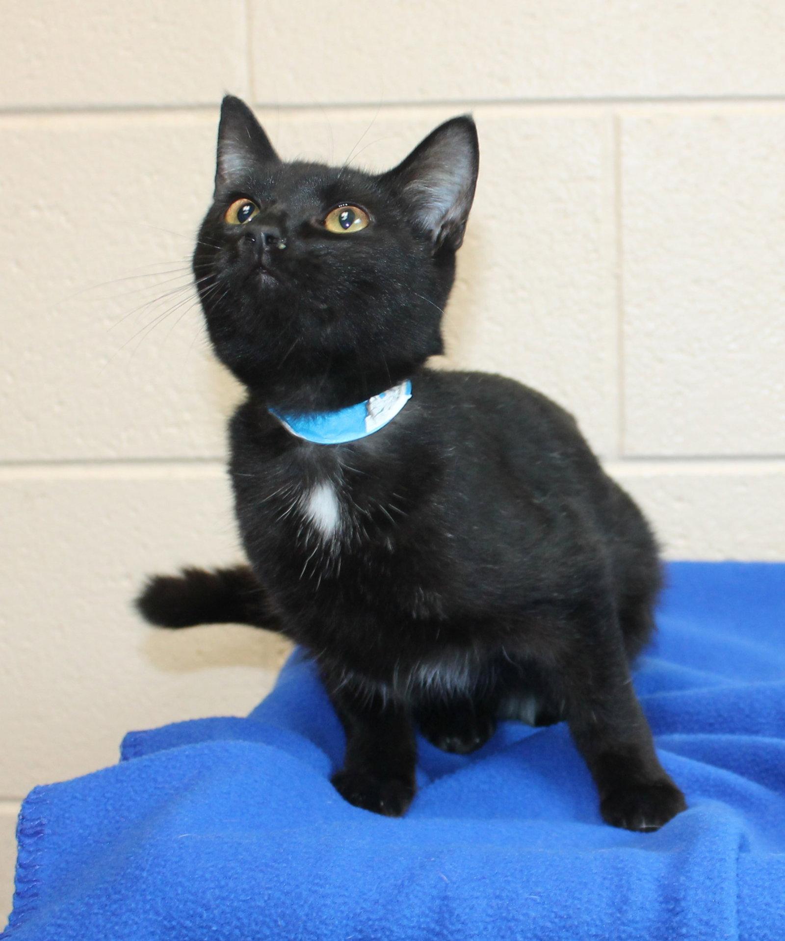 Enlarge Bonzo - 44376, a Adoptable Domestic Short Hair in Prattville, AL image 1/3