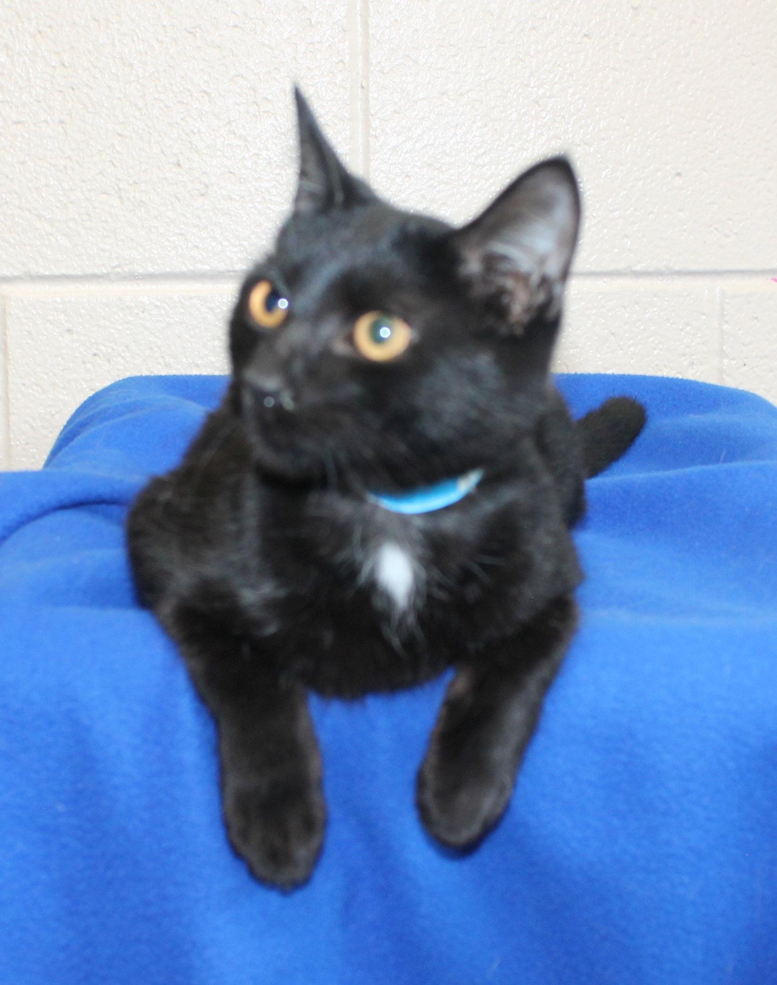 Enlarge Bonzo - 44376, a Adoptable Domestic Short Hair in Prattville, AL image 2/3