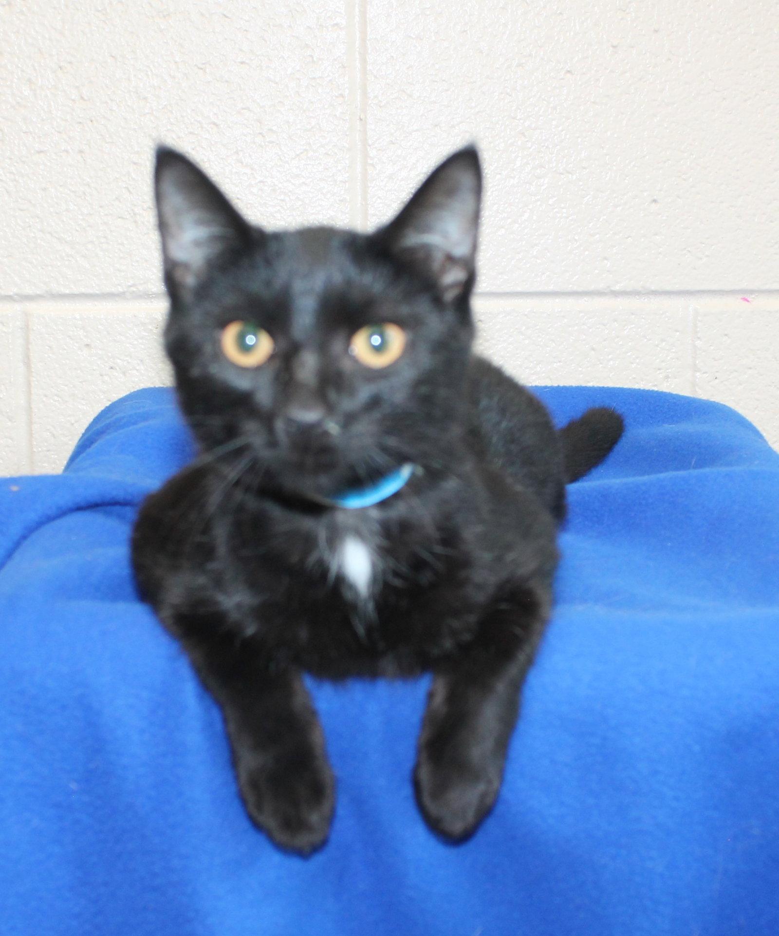 Enlarge Bonzo - 44376, a Adoptable Domestic Short Hair in Prattville, AL image 3/3