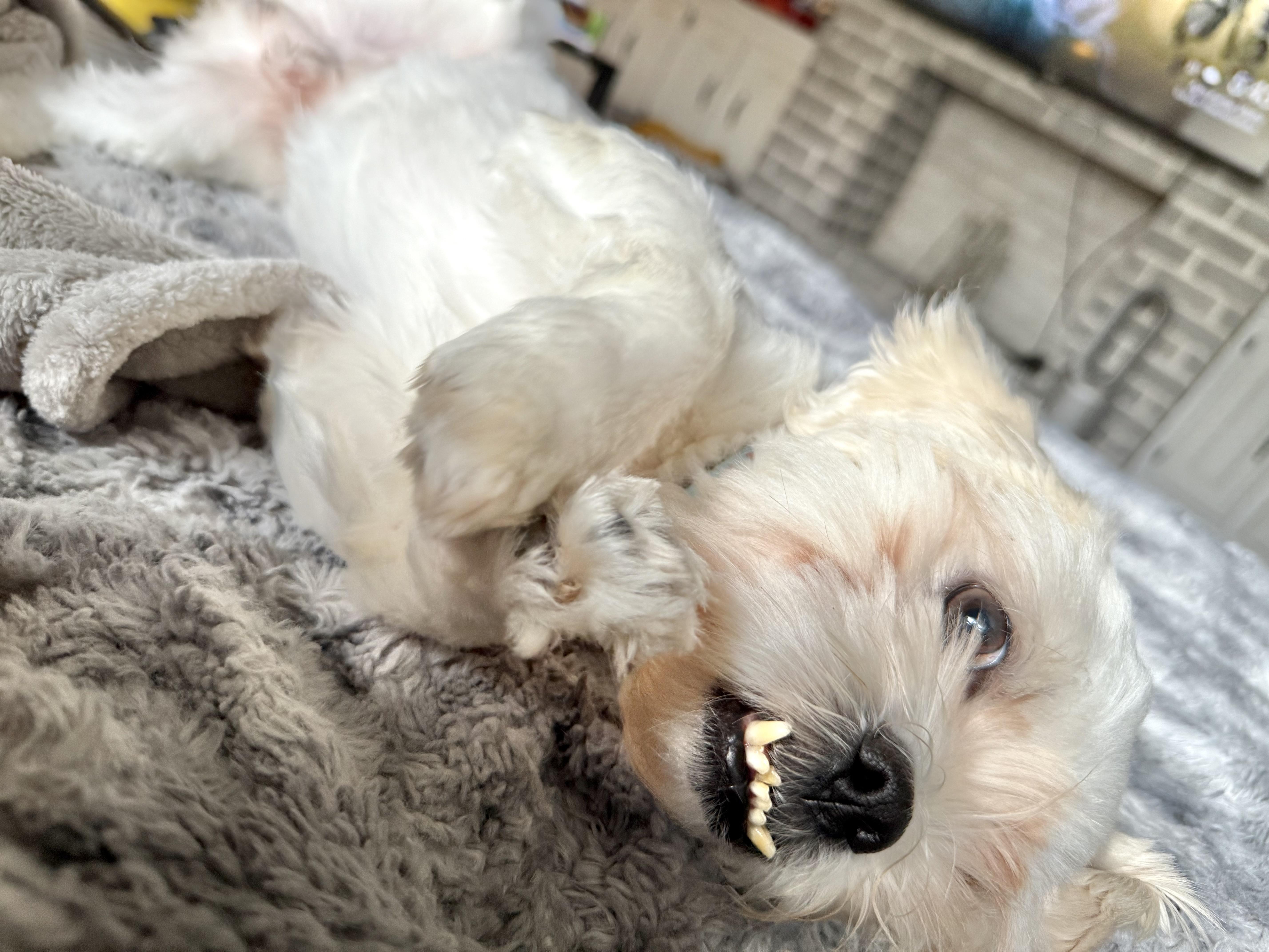 Enlarge Eric, a Adopted mixed breed in Houston, TX image 1/5