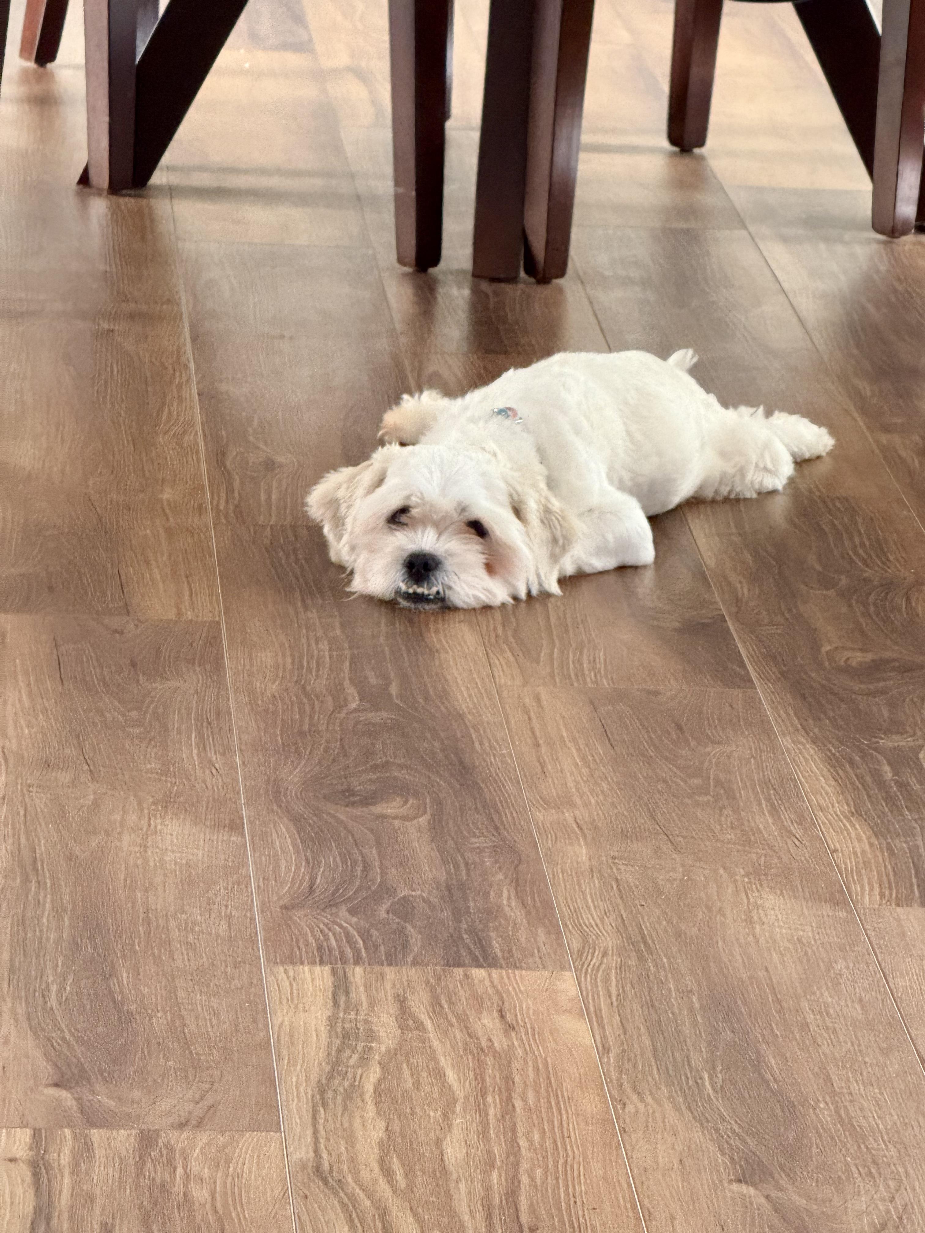 Enlarge Eric, a Adopted mixed breed in Houston, TX image 2/5