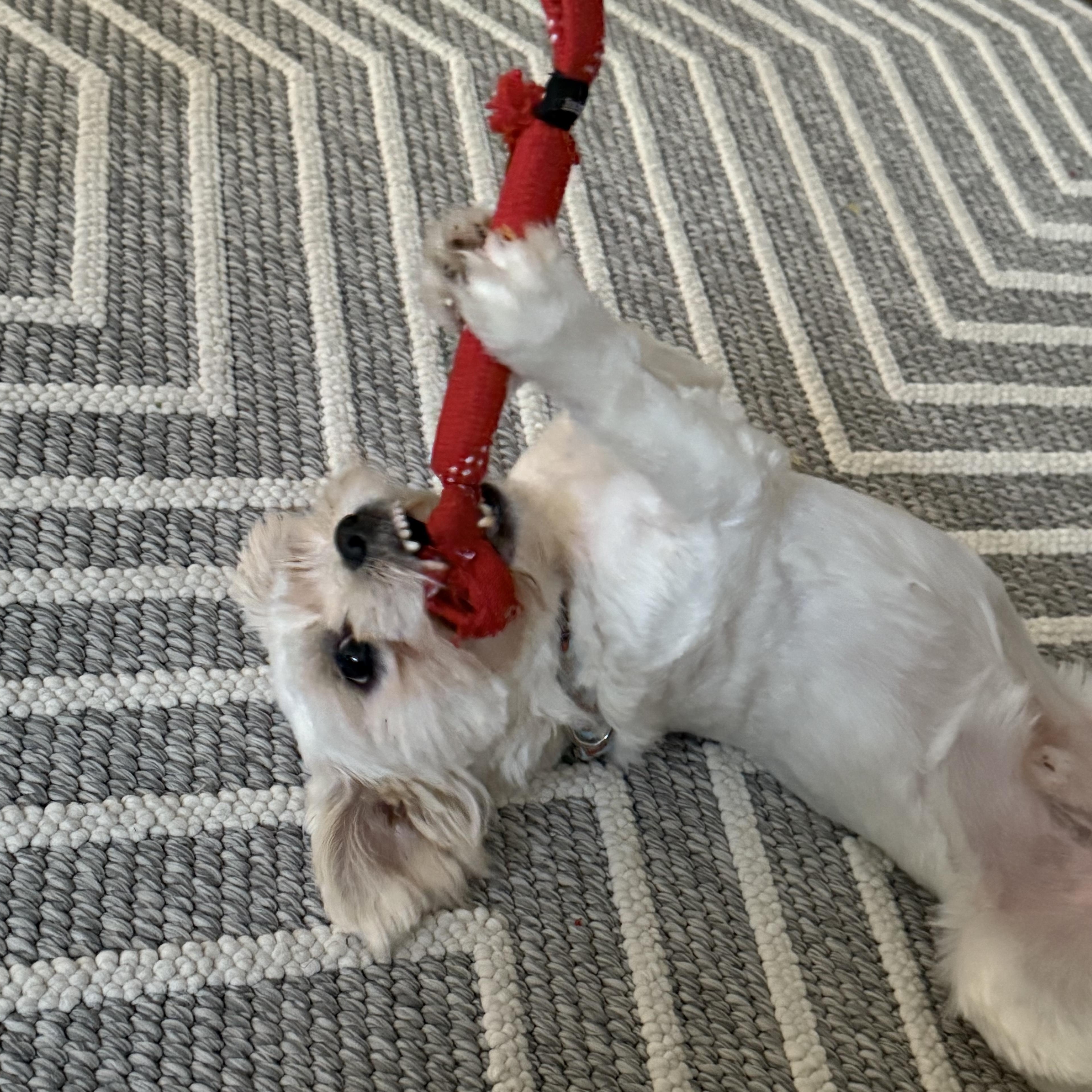 Enlarge Eric, a Adopted mixed breed in Houston, TX image 3/5