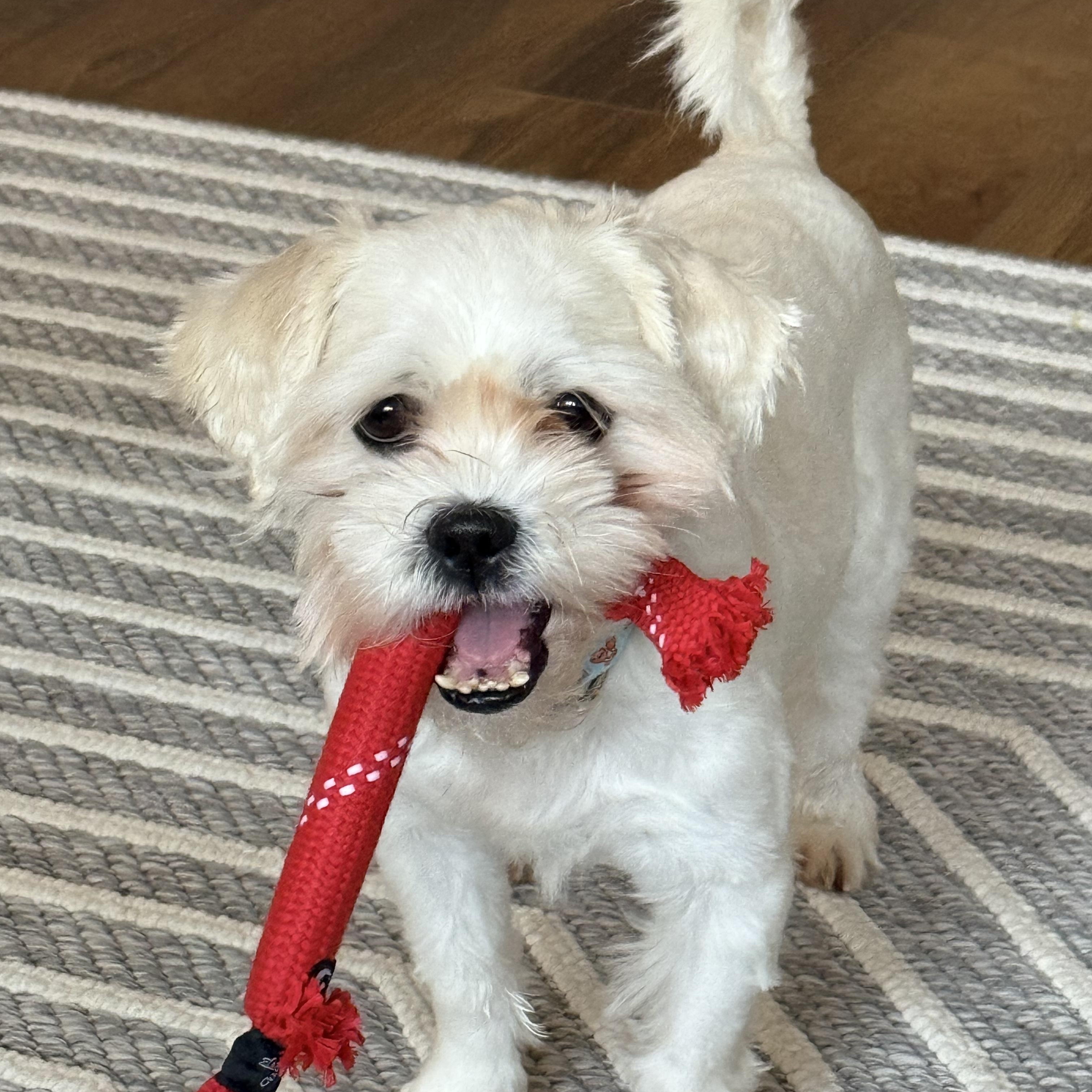 Enlarge Eric, a Adopted mixed breed in Houston, TX image 4/5