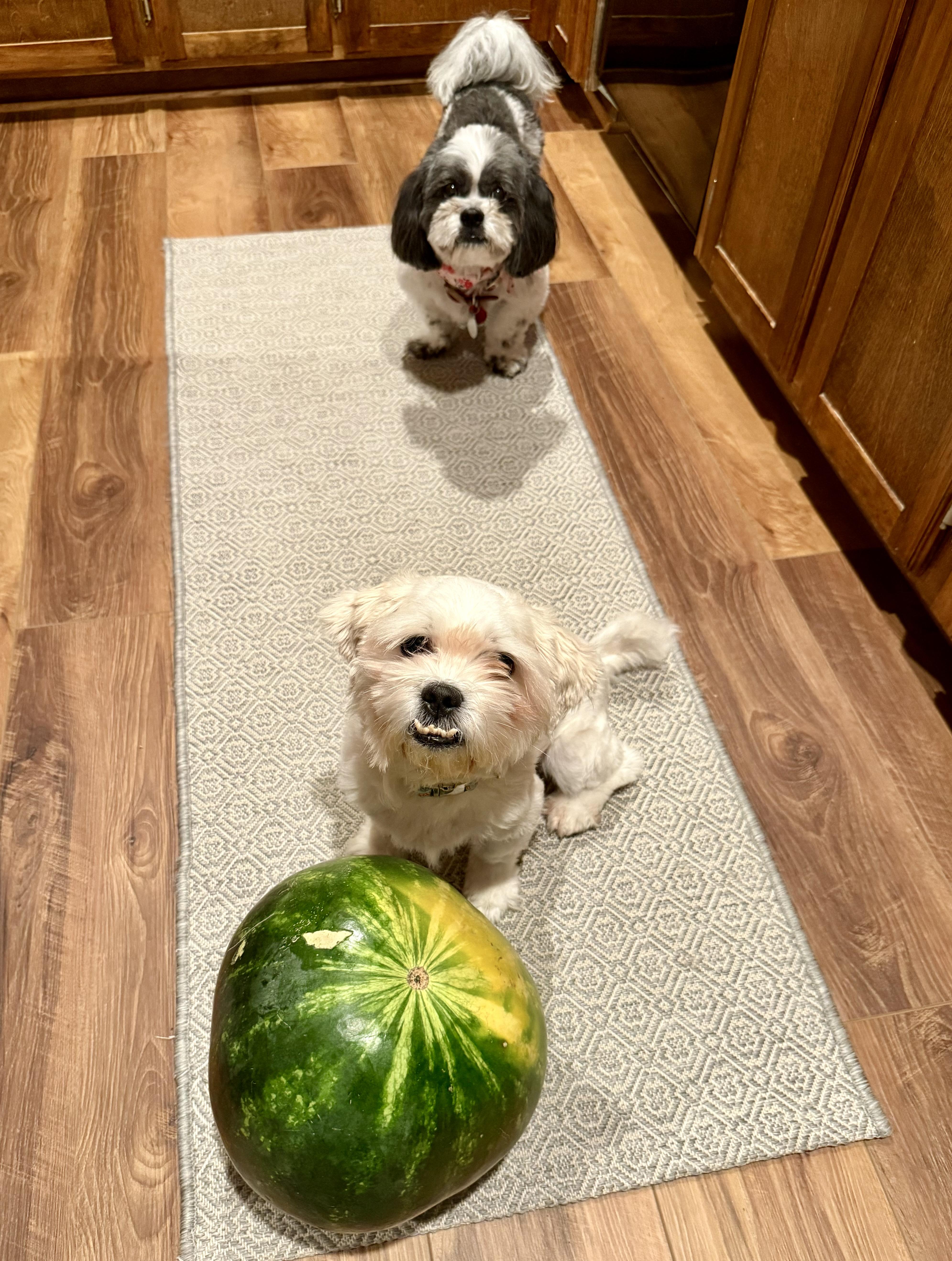 Enlarge Eric, a Adopted mixed breed in Houston, TX image 5/5