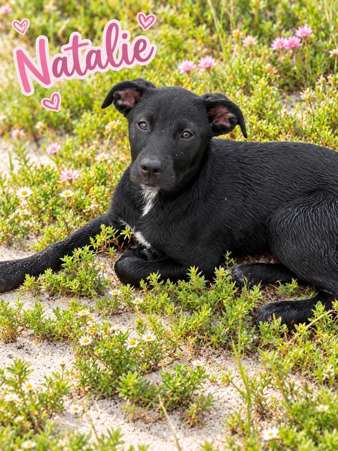 Enlarge Natalie, a Adoptable Labrador Retriever in Panama City, FL image 1/1
