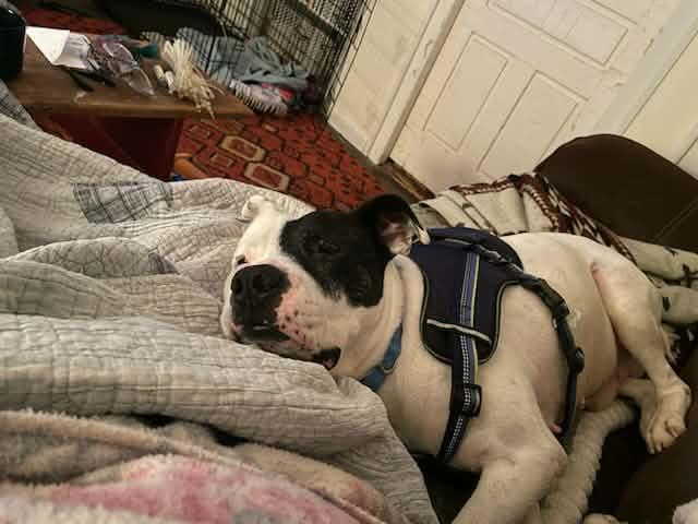 Enlarge Chopper, an adopted mixed breed in Ridgefield, NJ image 2/6